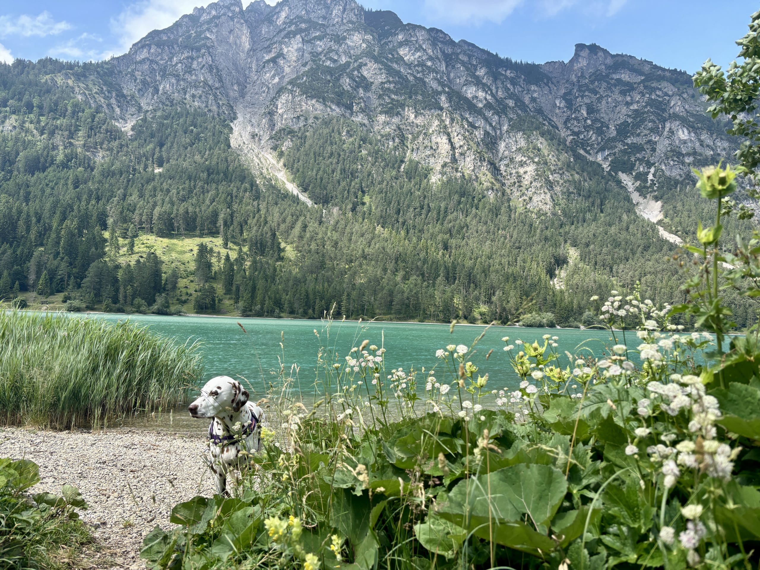 Rundwanderung Heiterwanger See mit Hund; Hund an weißer Schotterbank, Blumen