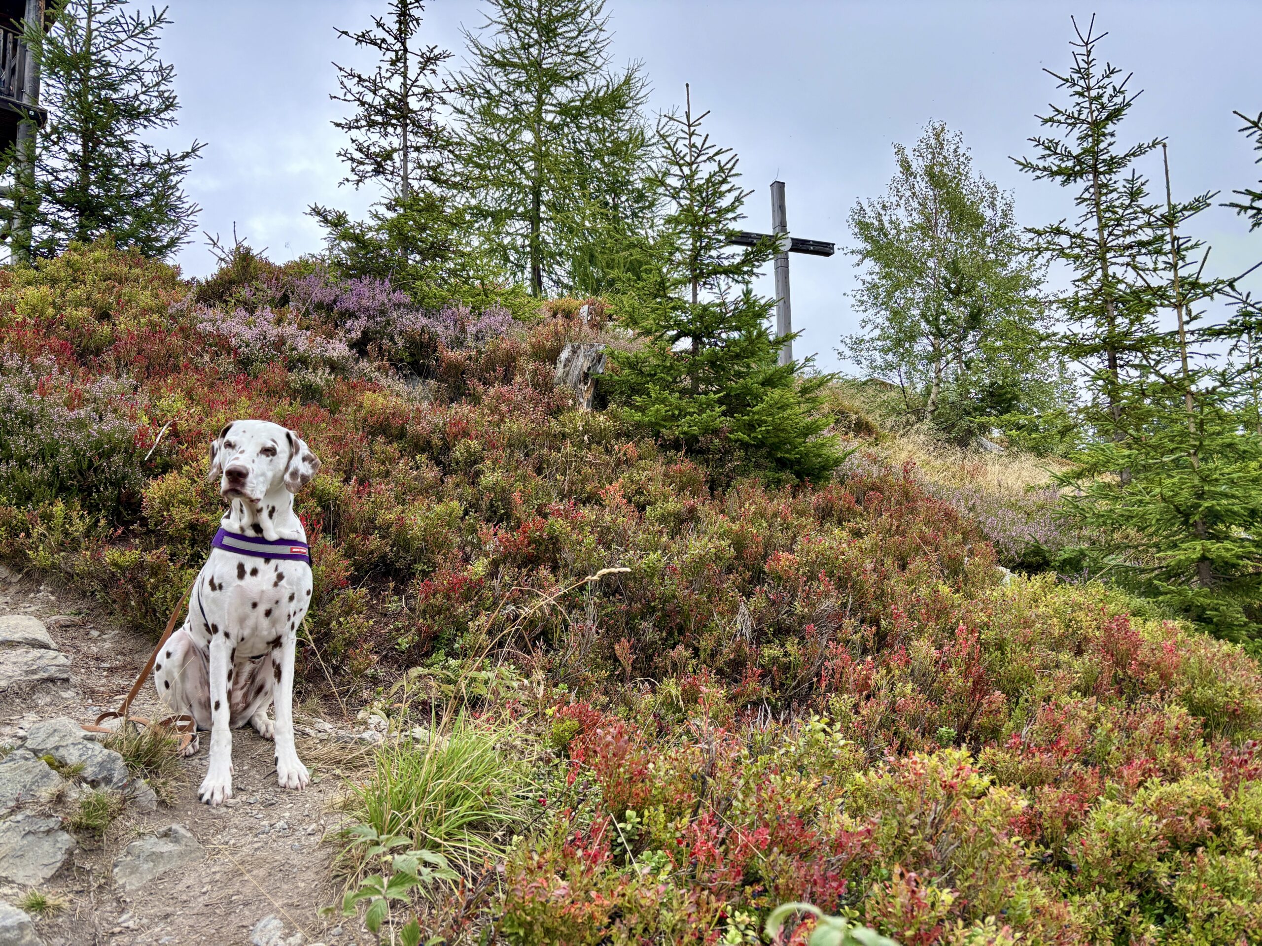 Rittisberggipfel Wandern mit Hund