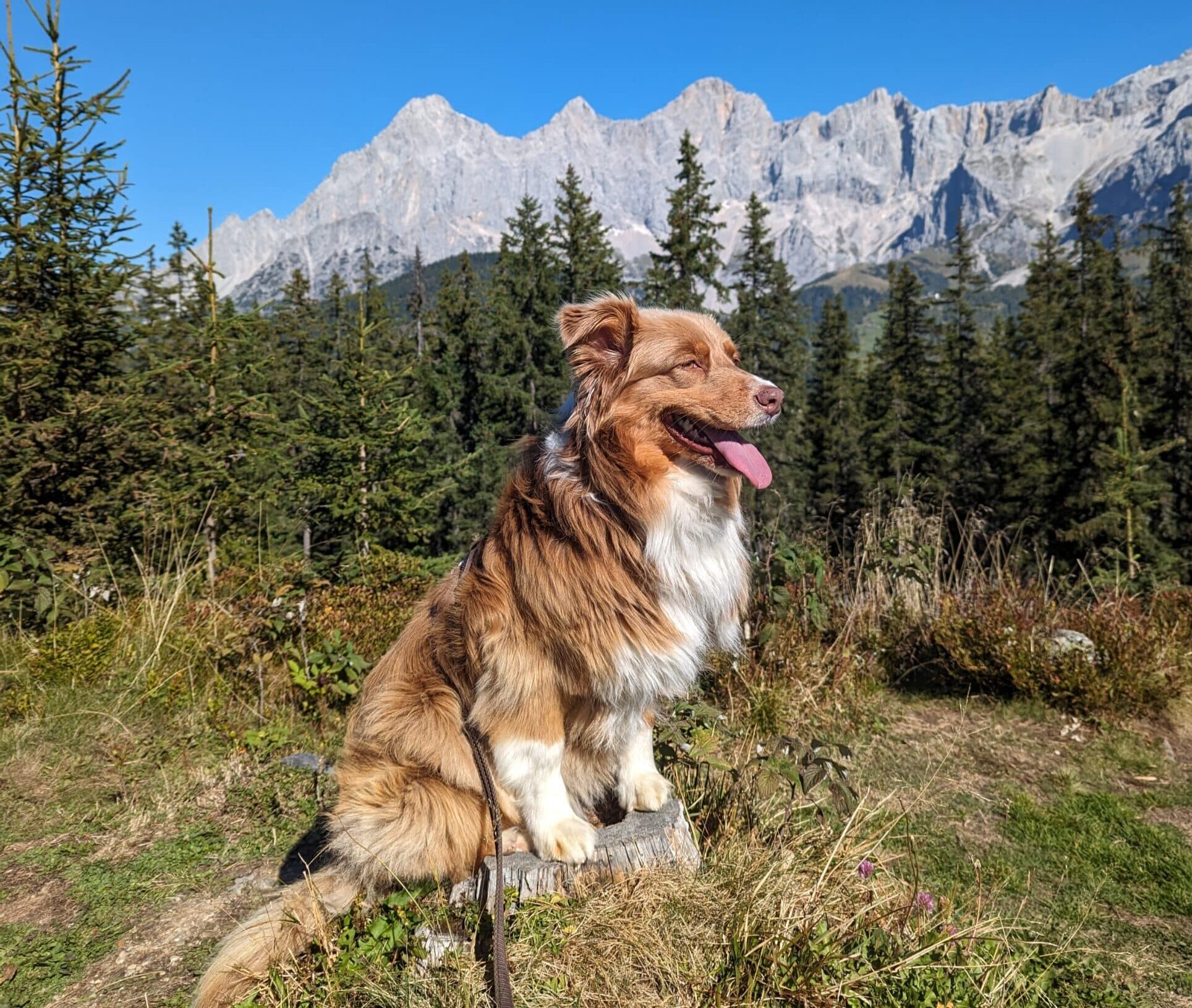 Wandern mit Hund Rittisberg in Ramsau am Dachstein; Hund sitzt vor Dachsteinmassiv