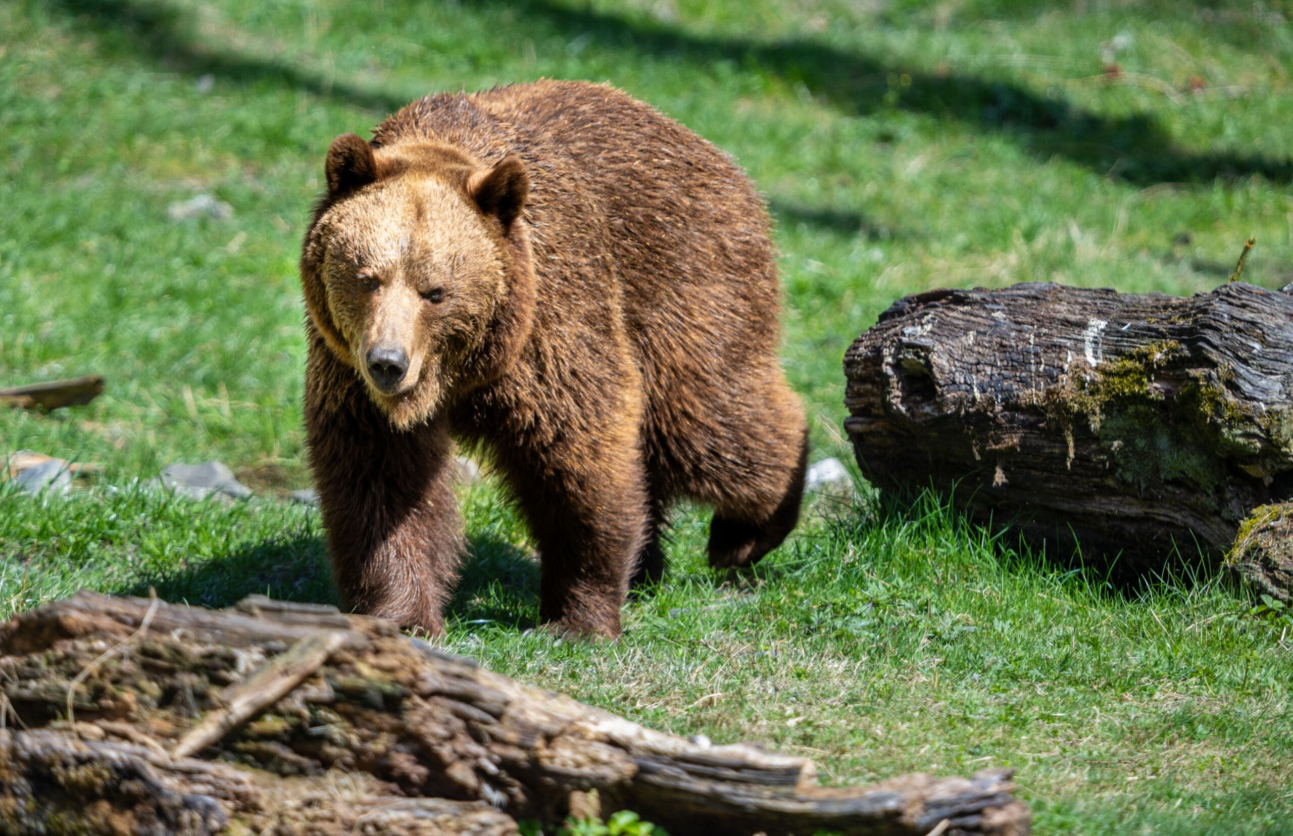 Bär im Wildpark Mautern, Hunde erlaubt