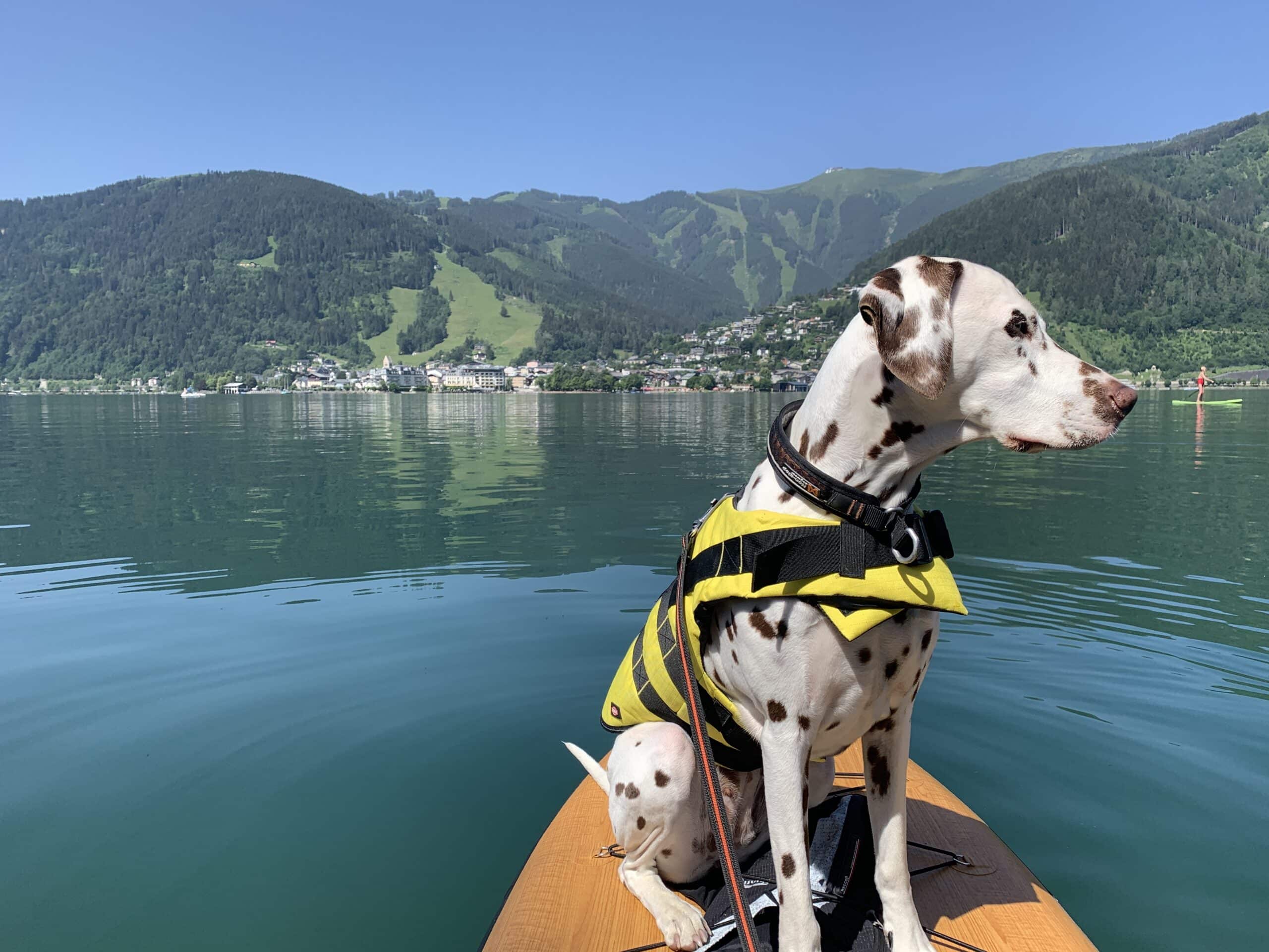 Stand Up Paddle mit Hund am Zeller See, Hund sitzt auf SUP