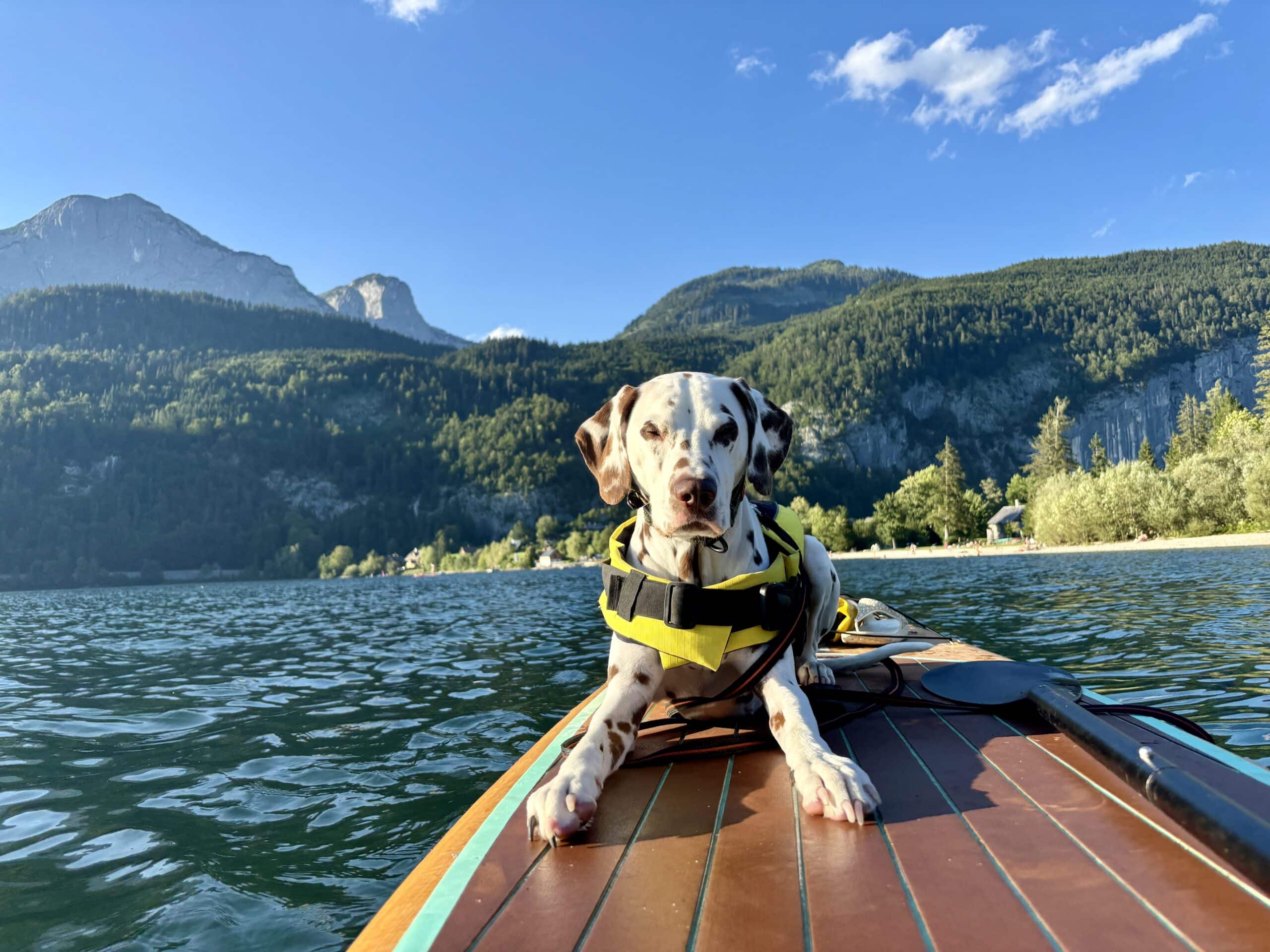 SUP mit Hund; Dalmatiner Hund liegt entspannt auf Stand Up Paddle Board am See