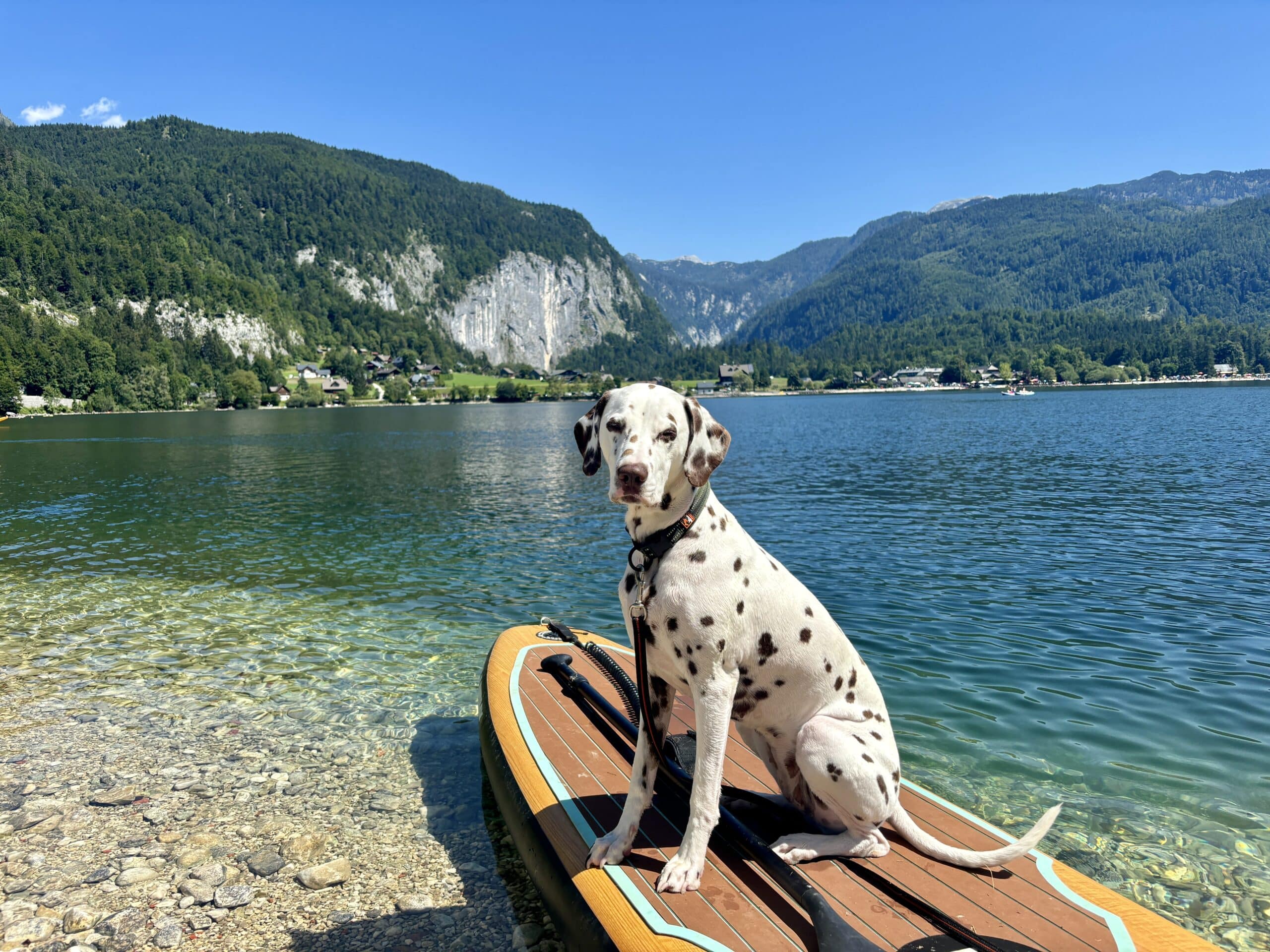 SUP mit Hund, Dalmatinerhund sitzt auf Stand Up Paddle am Grundlsee