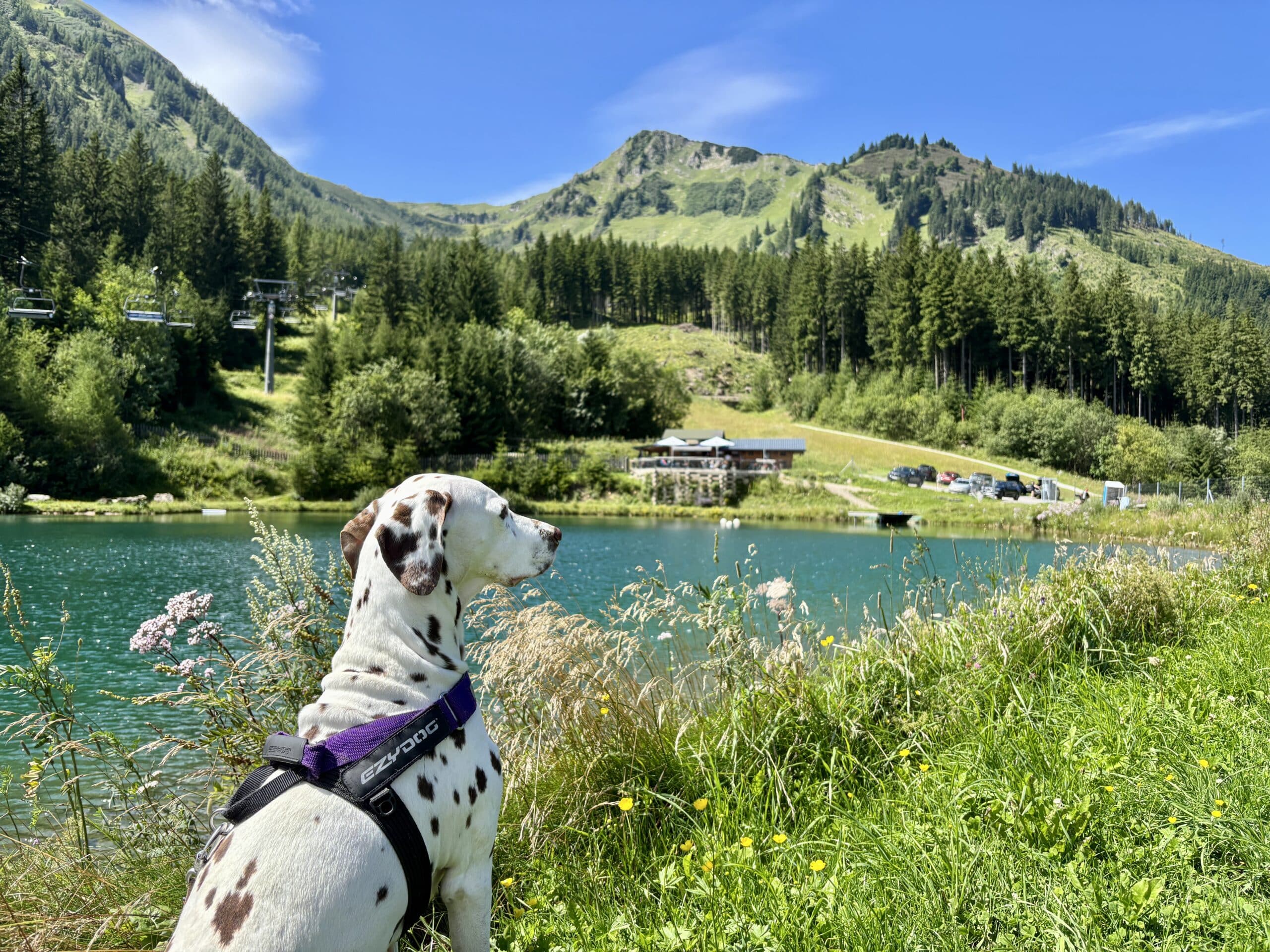 Präbichl Steiermark, Hund sitzt am Grübelsee; Urlaub mit Hund Steiermark