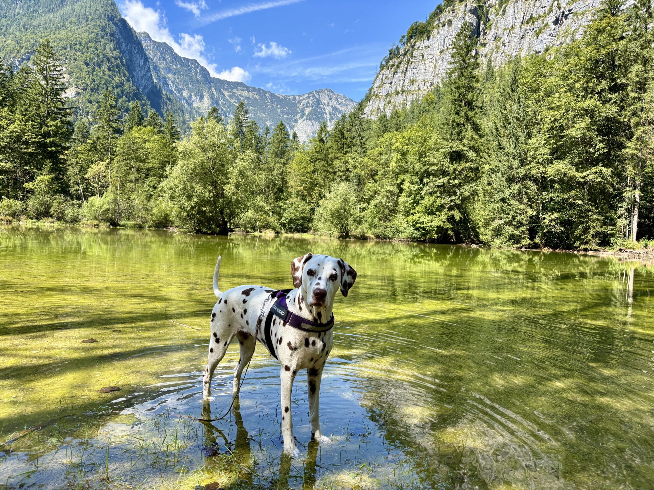 Baden mit Hund Koppenwinkellacke; Hund steht im Wasser