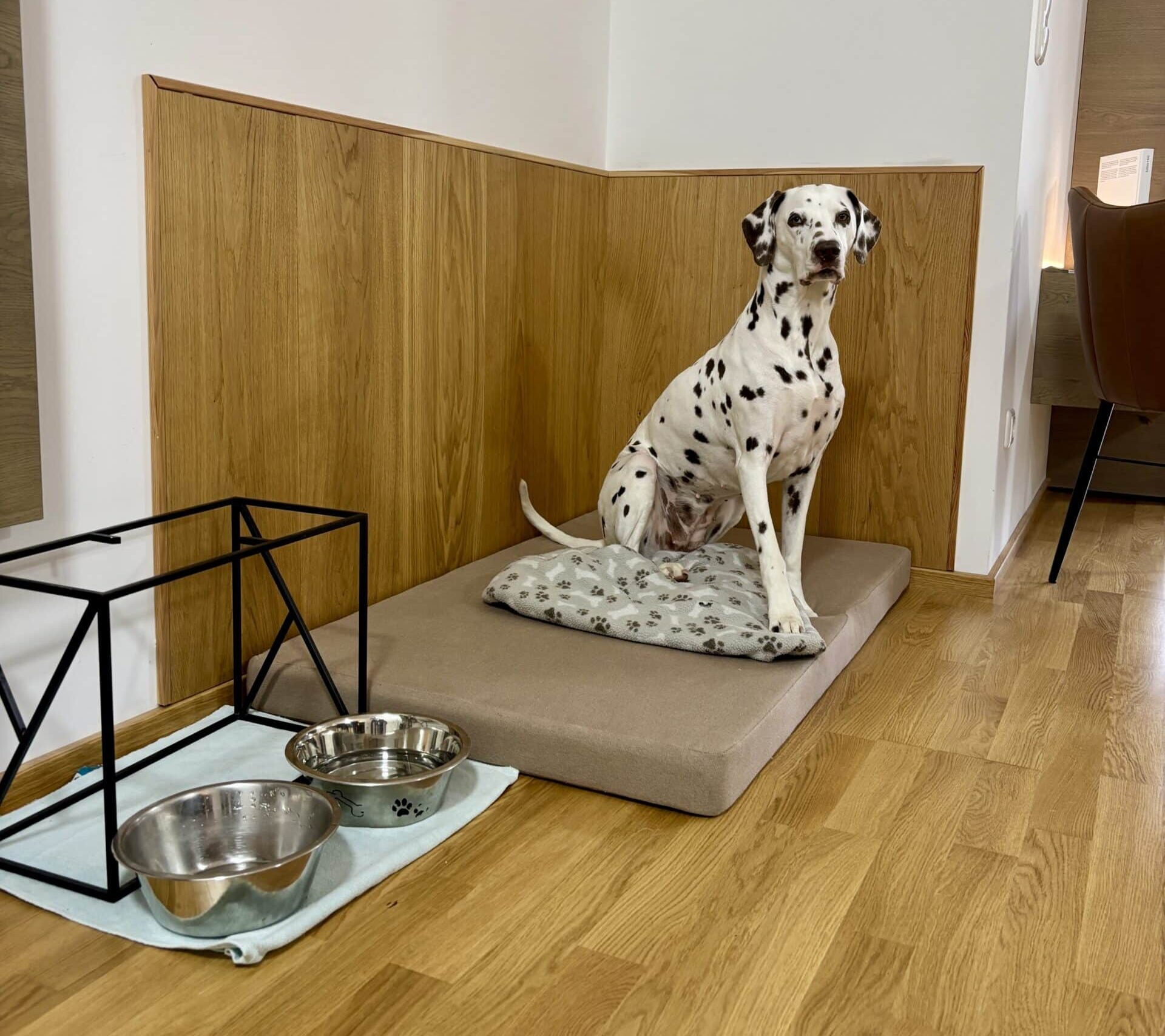 Hund sitzt im Hundebett in der Dachstein Residenz; Ferienwohnung Bad Aussee