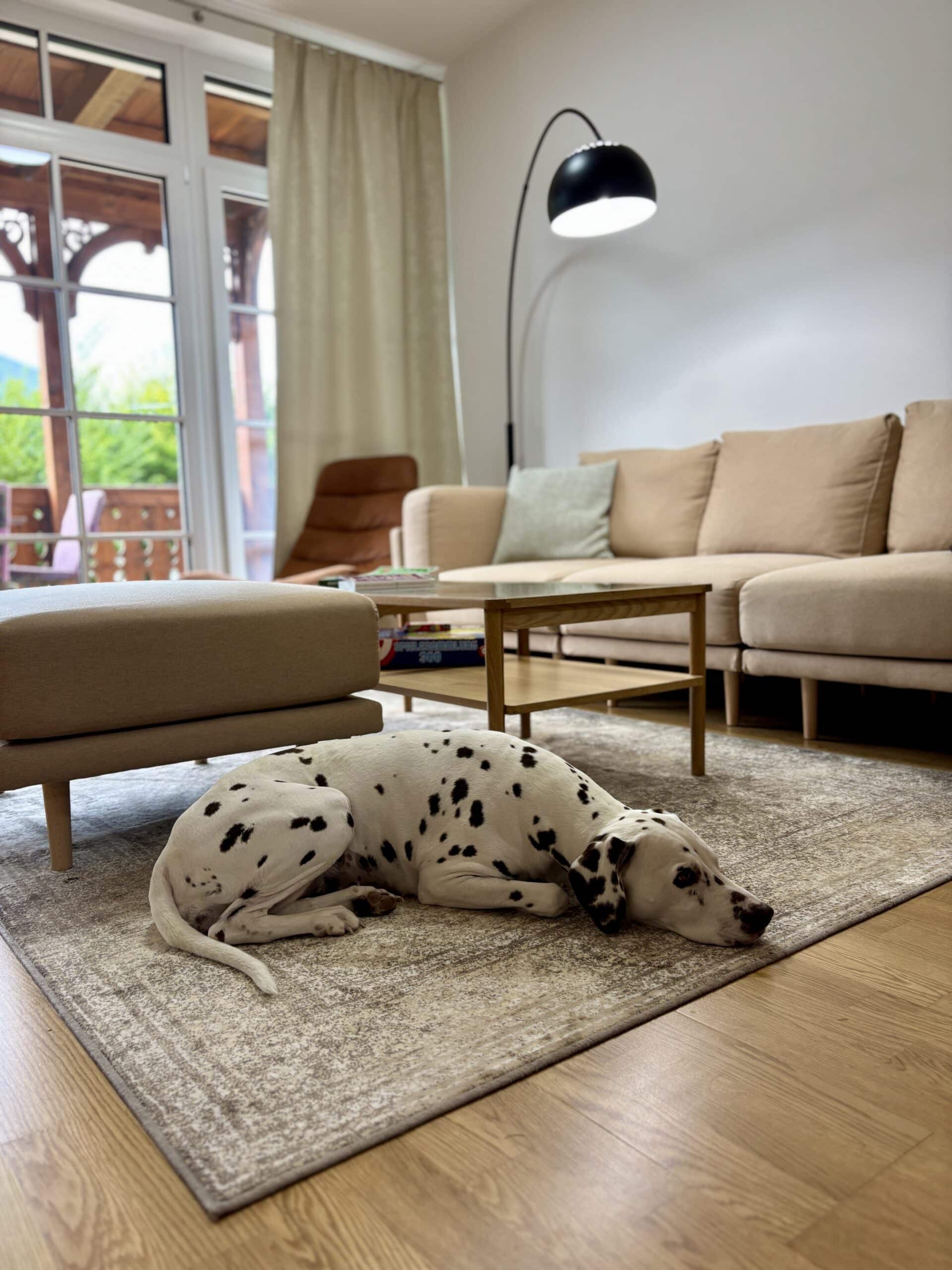 Hund liegt am Boden im Wohnzimmer; Ferienwohnung Dachstein Residenz