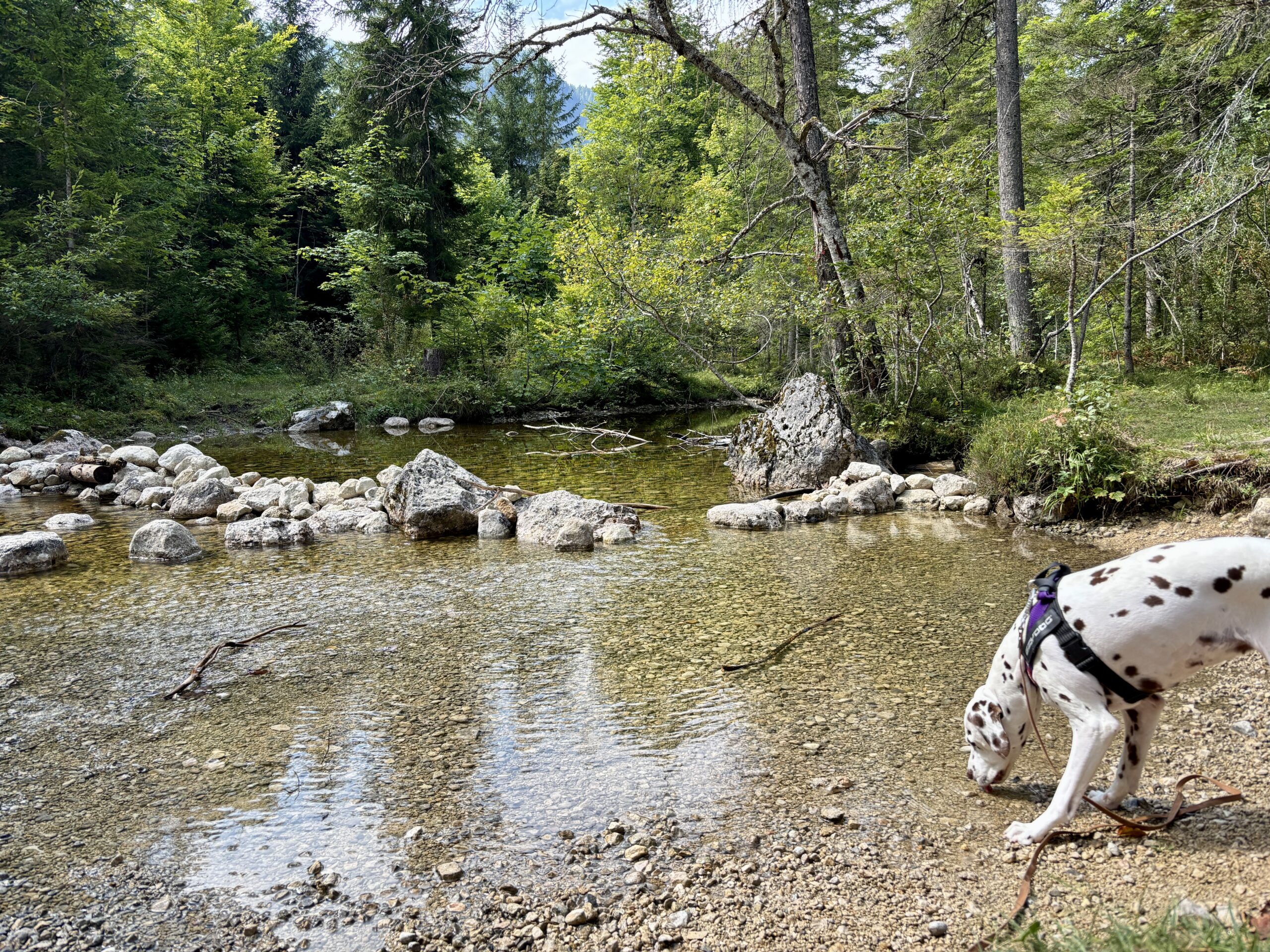 Ödensee mit Hund; Hund trinkt aus Bach