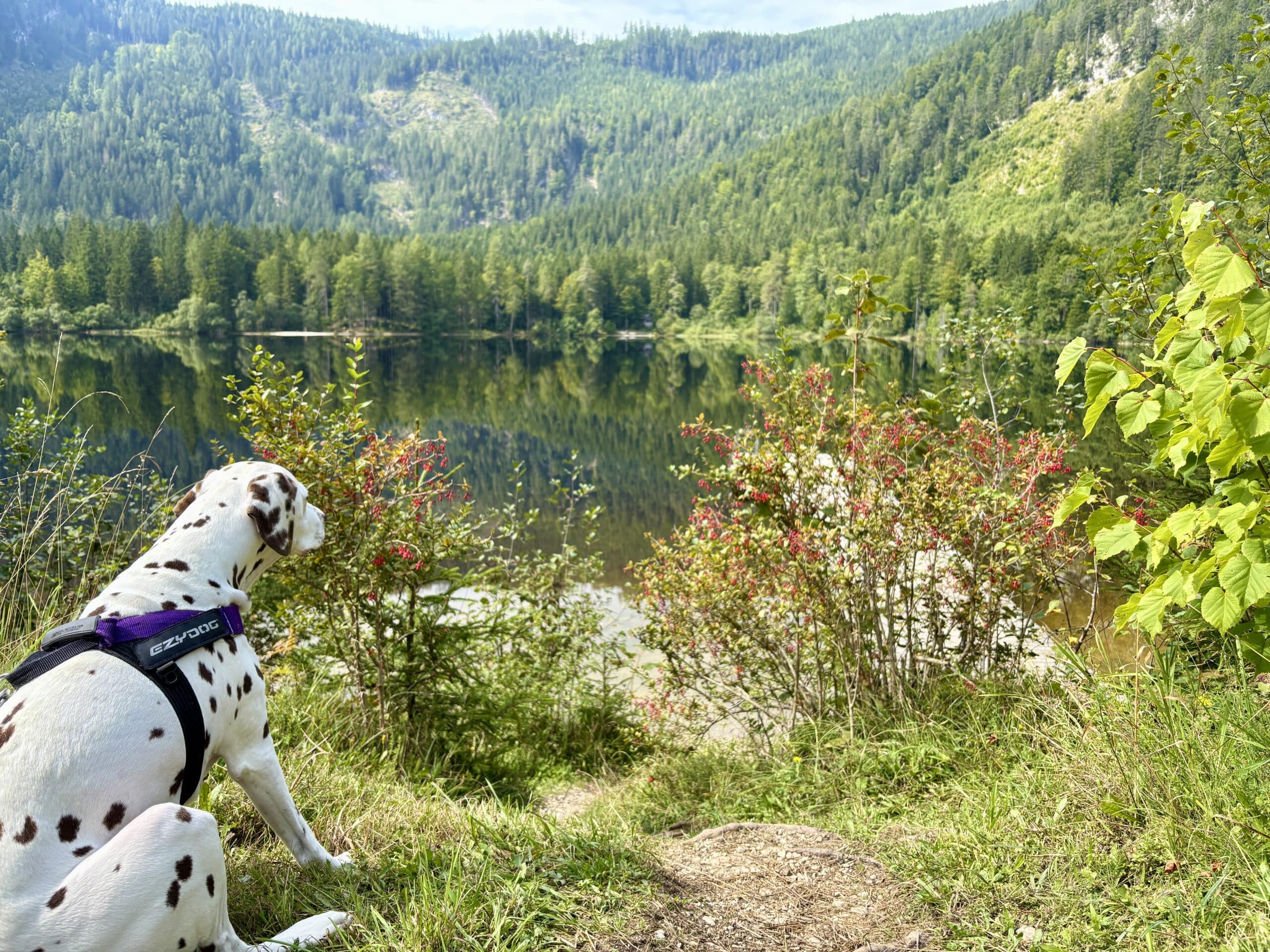 Rundweg Ödensee mit Hund; Hund sitzt am Seeufer