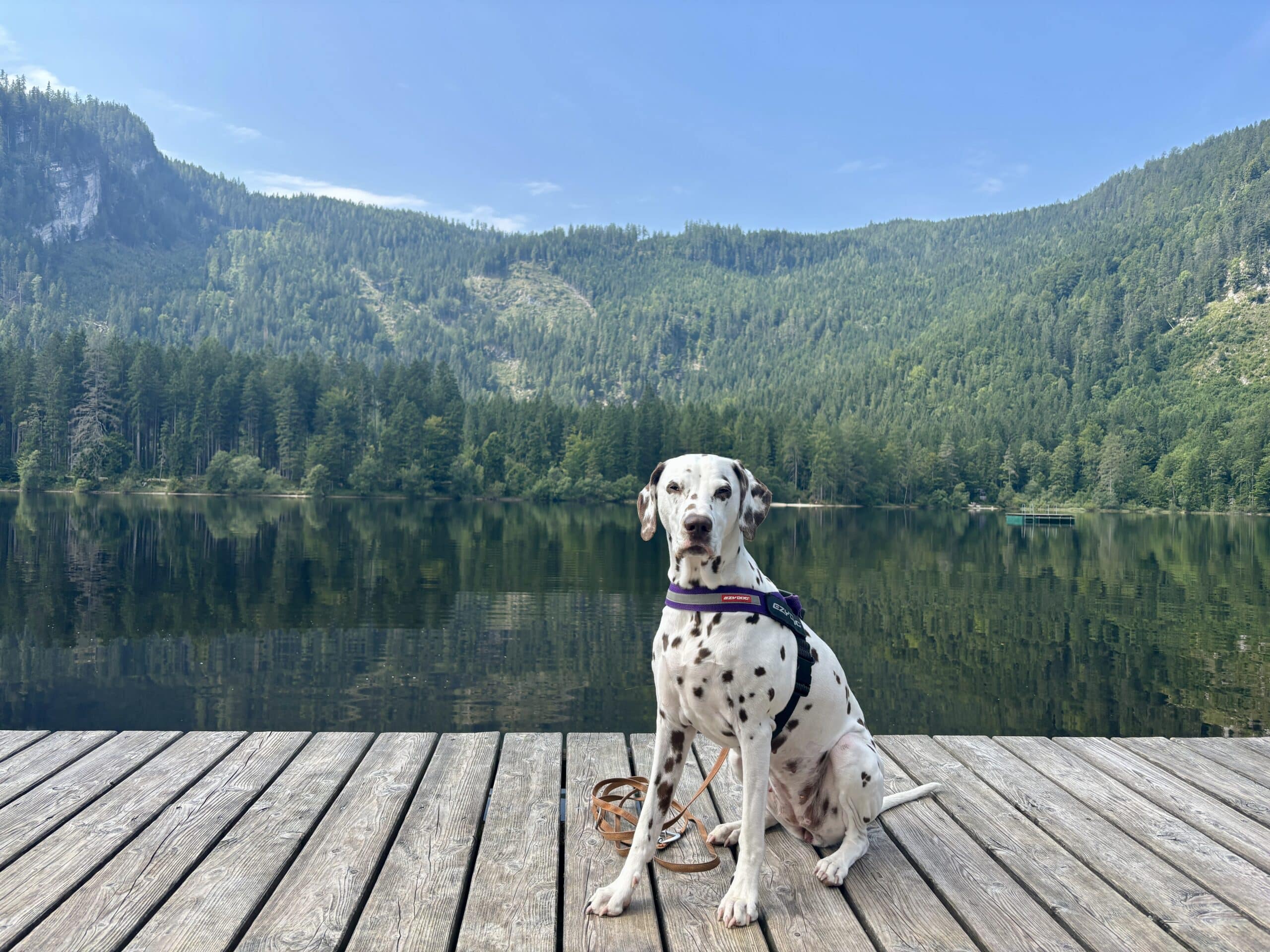 Hund sitzt auf Steg am Ödensee