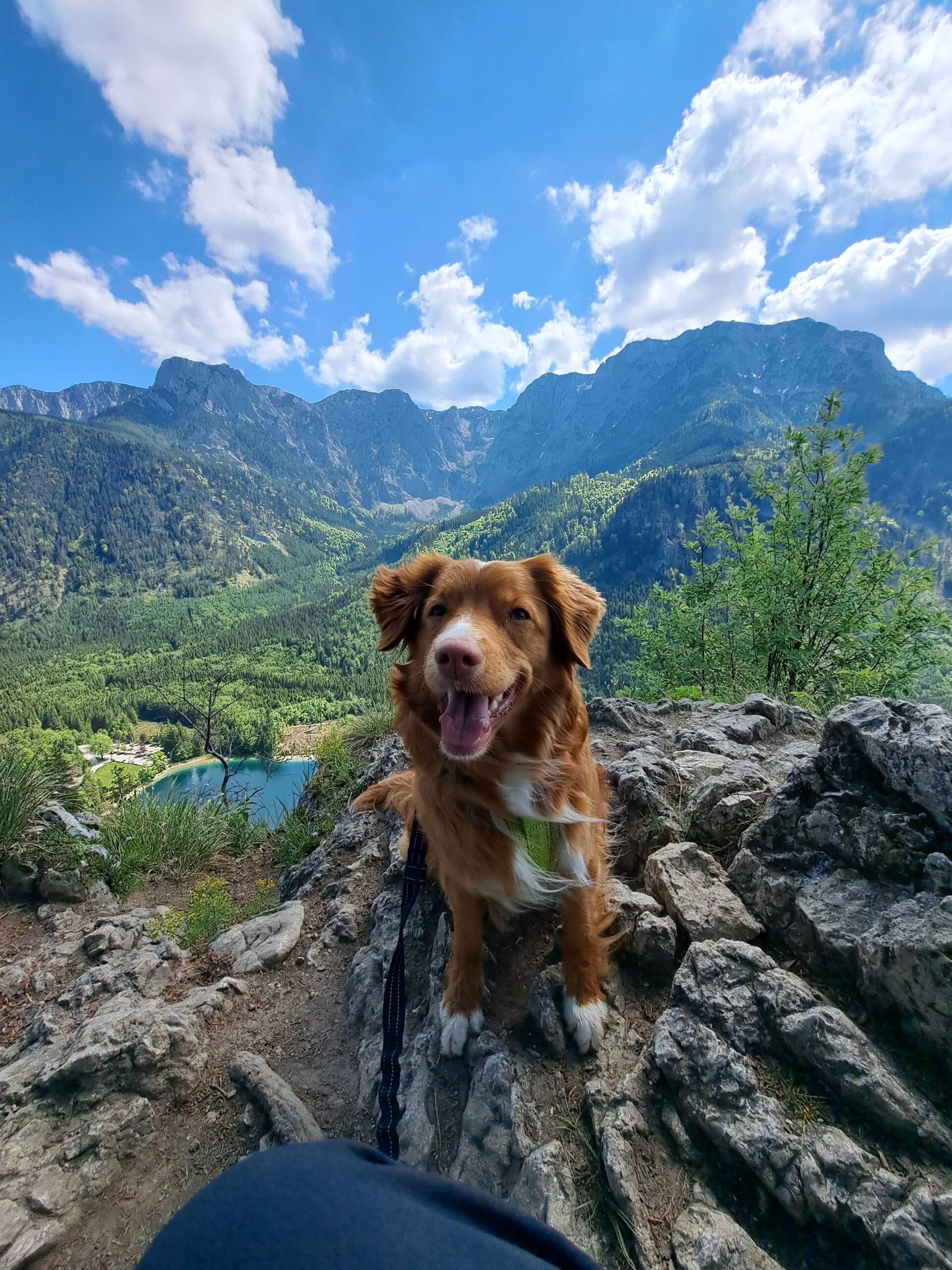Hund am Signalkogel Langbathsee
