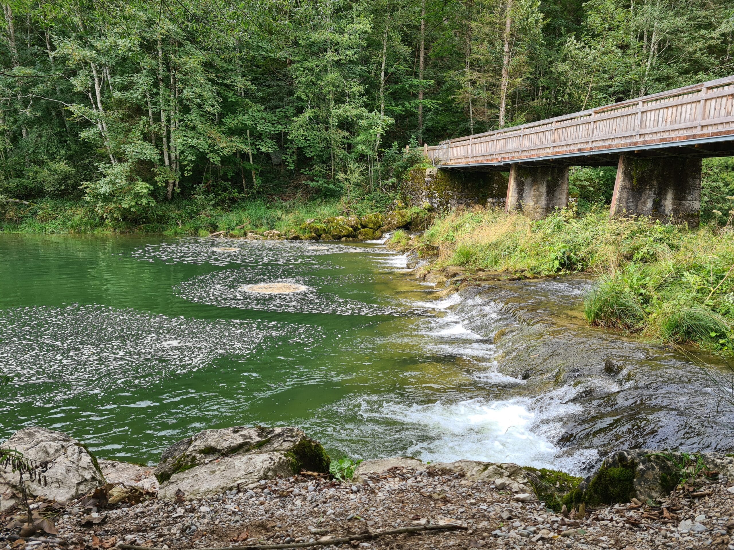 Hintersee Ufer Wald