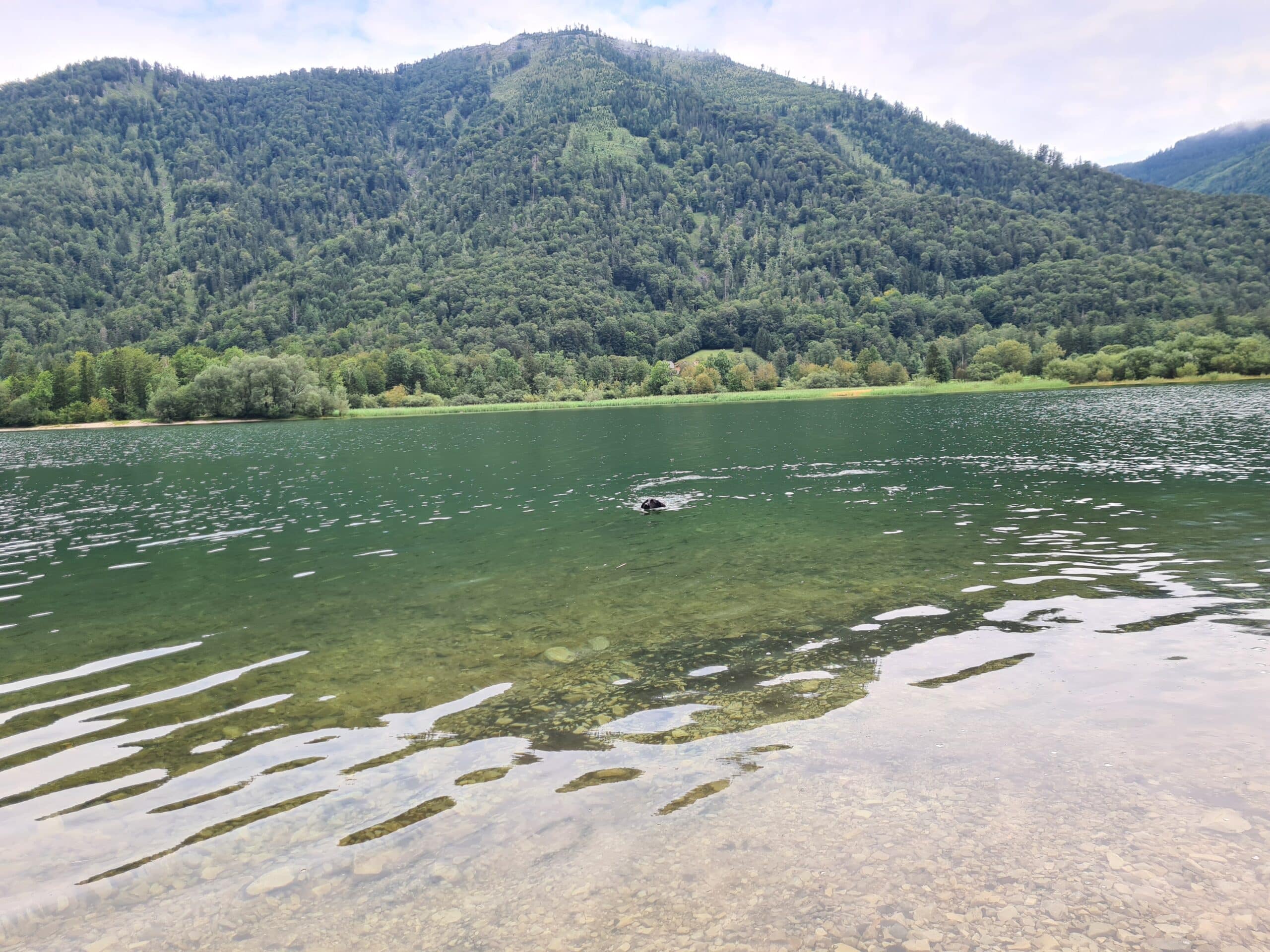 Hund schwimmt im Hintersee