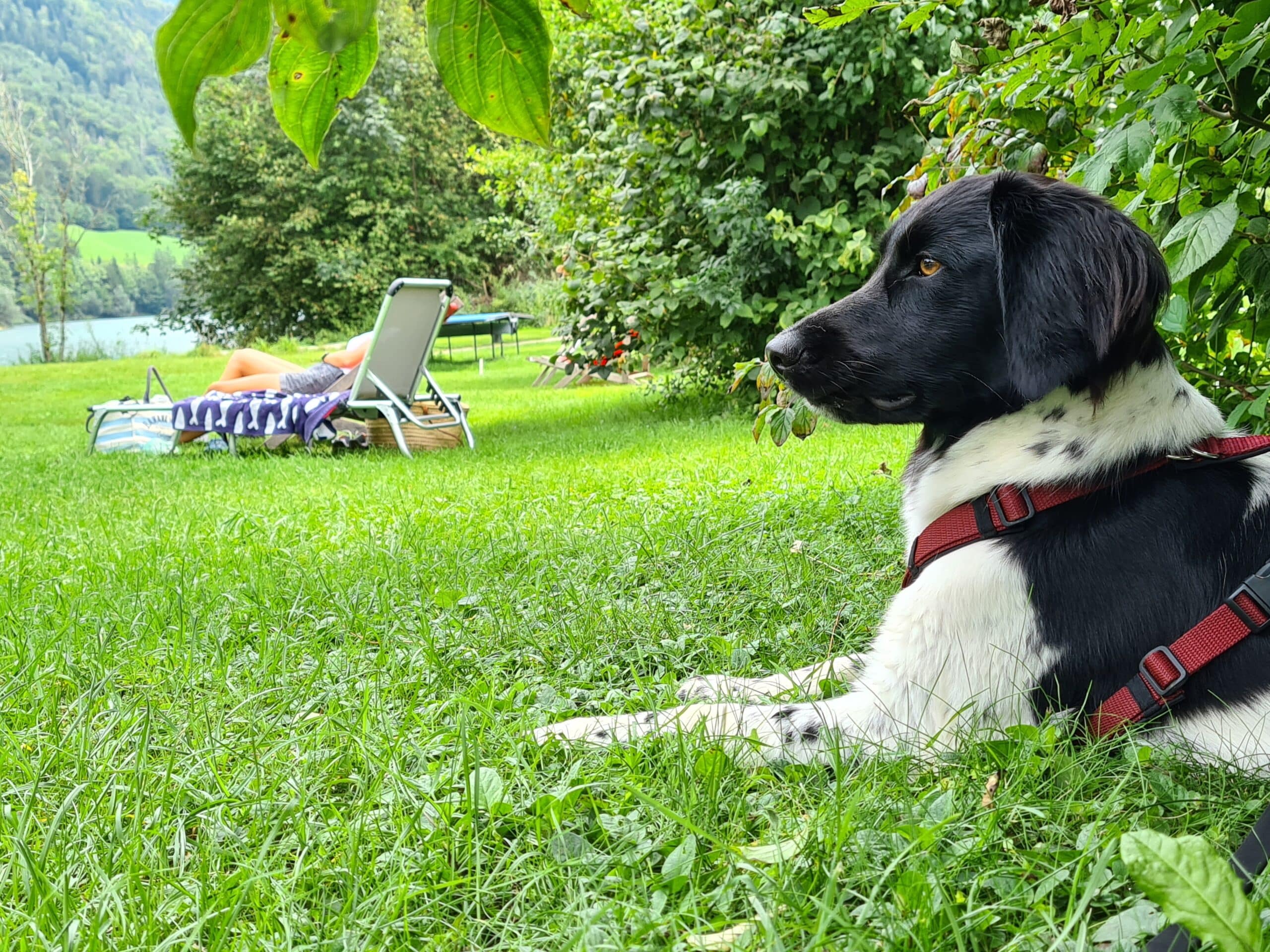 Wandern mit Hund Hintersee