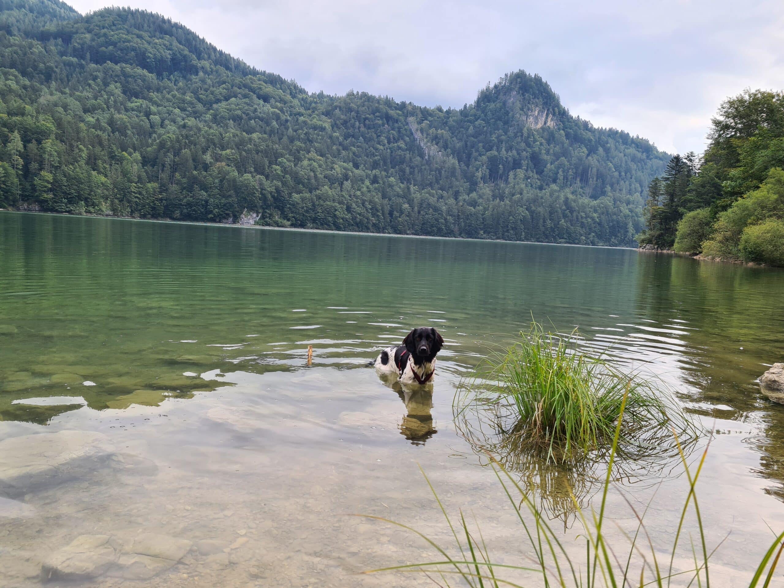 Hund im Wasser Schwarzensee