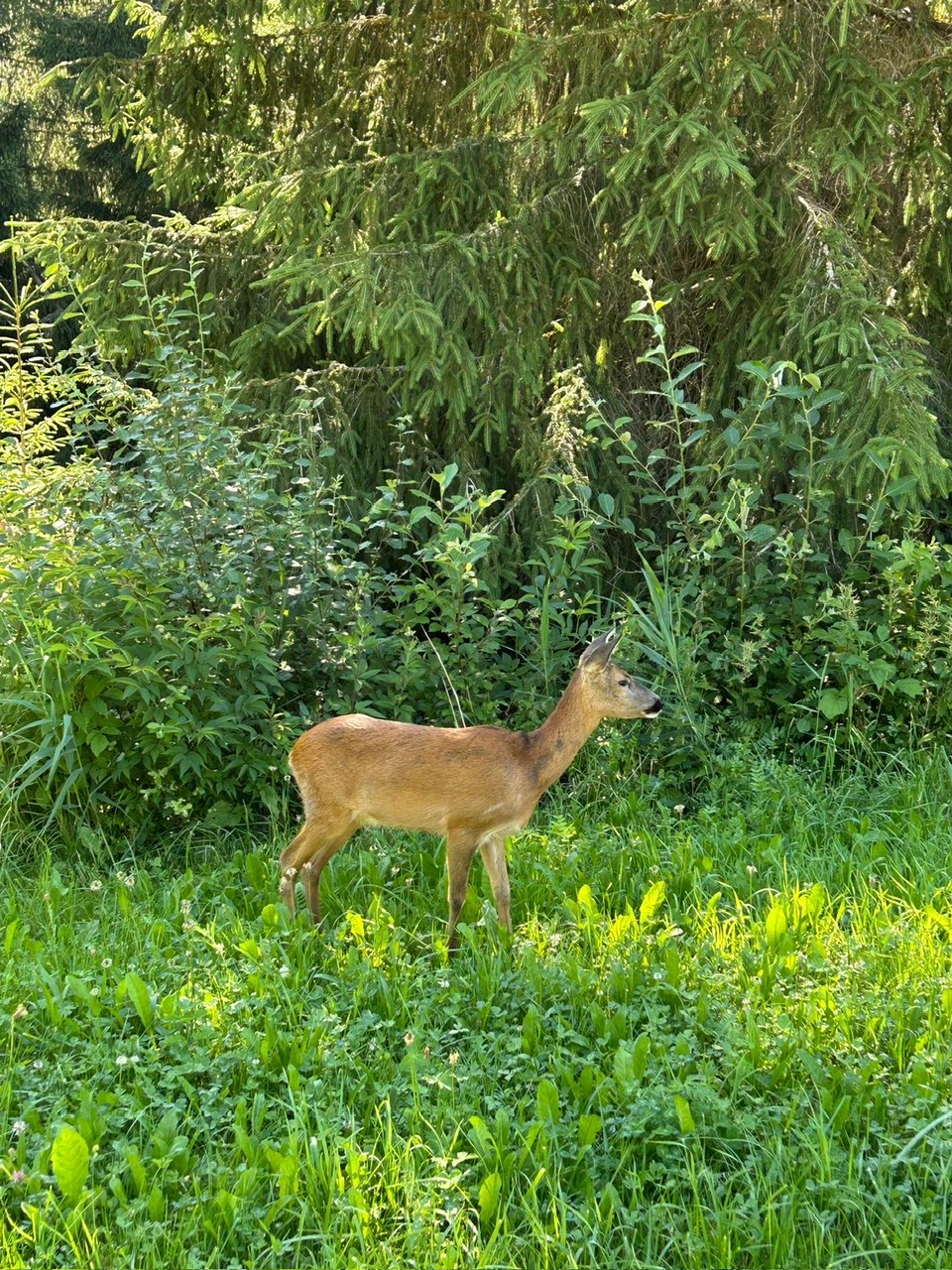 Wandern Brandsee Tirol, Wildtiere, Reh nahe Weg