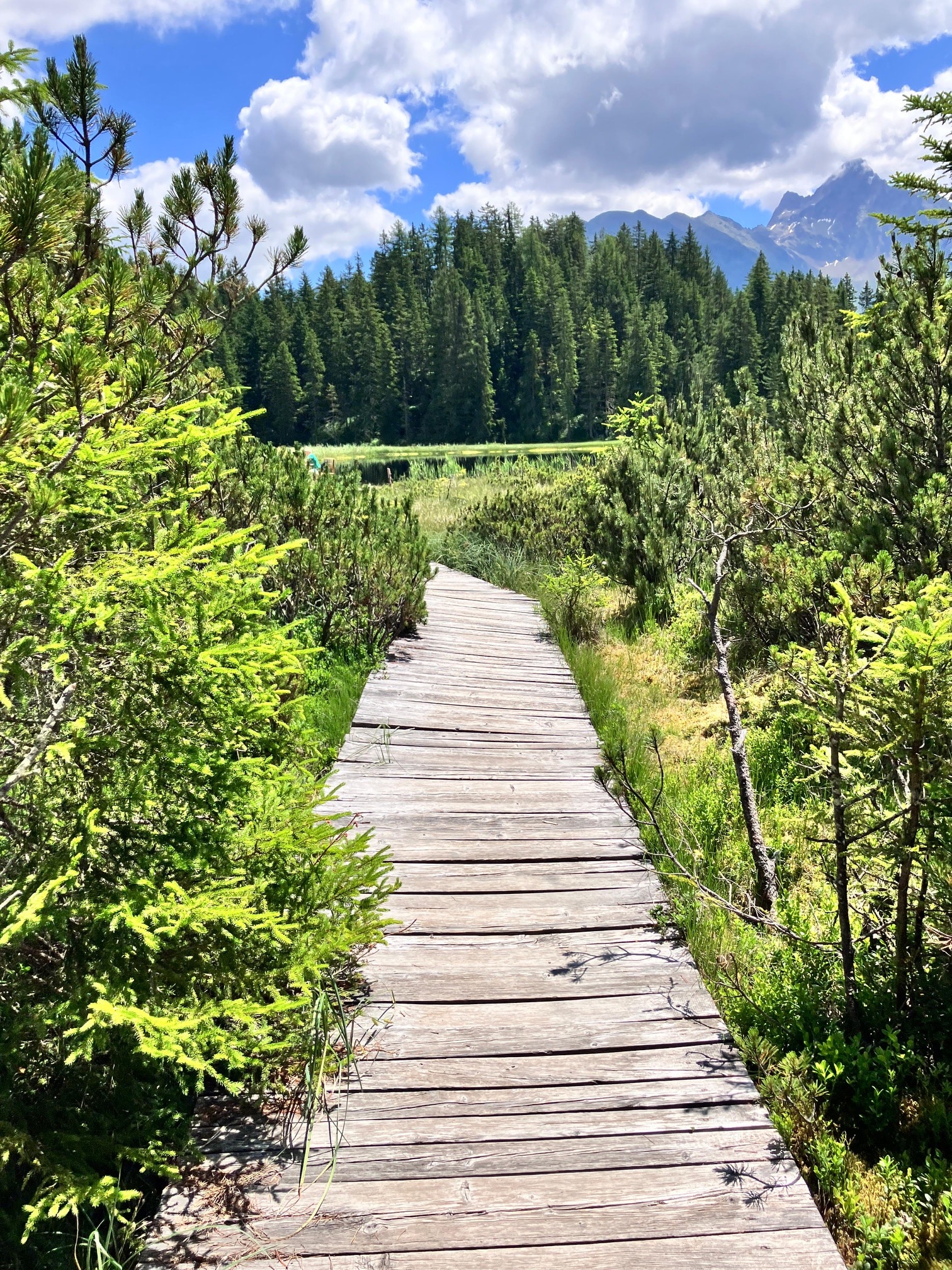 Holzstege am Brandsee in Tirol, Moorgebiet