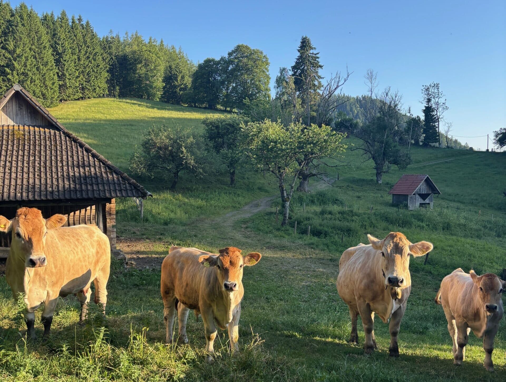 Wandern mit Hund, Kühe am Wanderweg