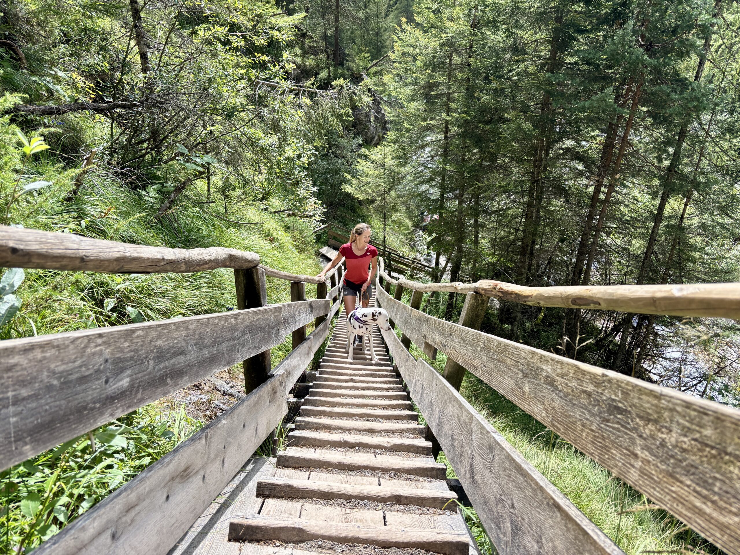 Silberkarklamm mit Hund; Holztreppen, Anforderungen Hund