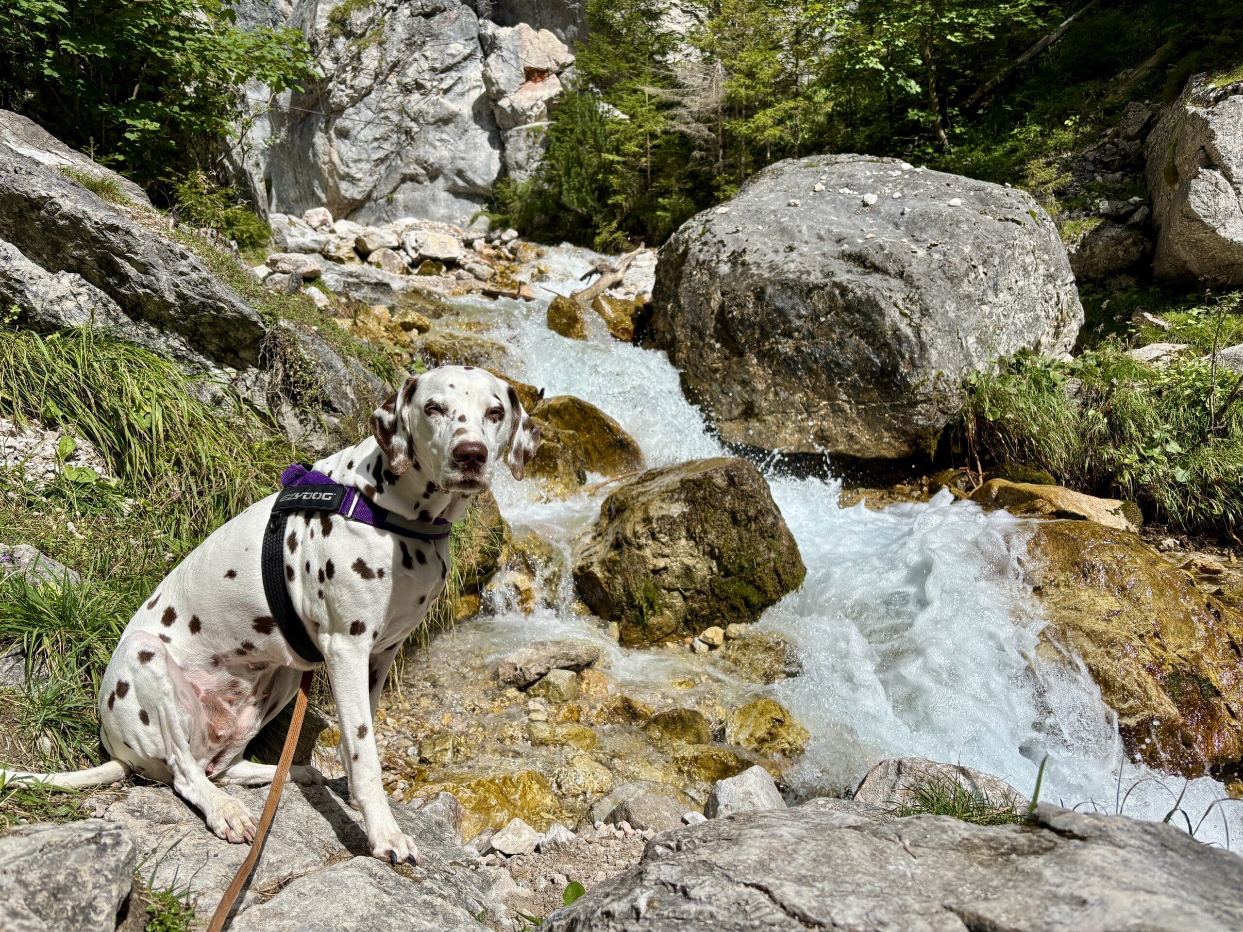 Hund sitzt vor Wasserfall in Silberkarklamm Ramsau