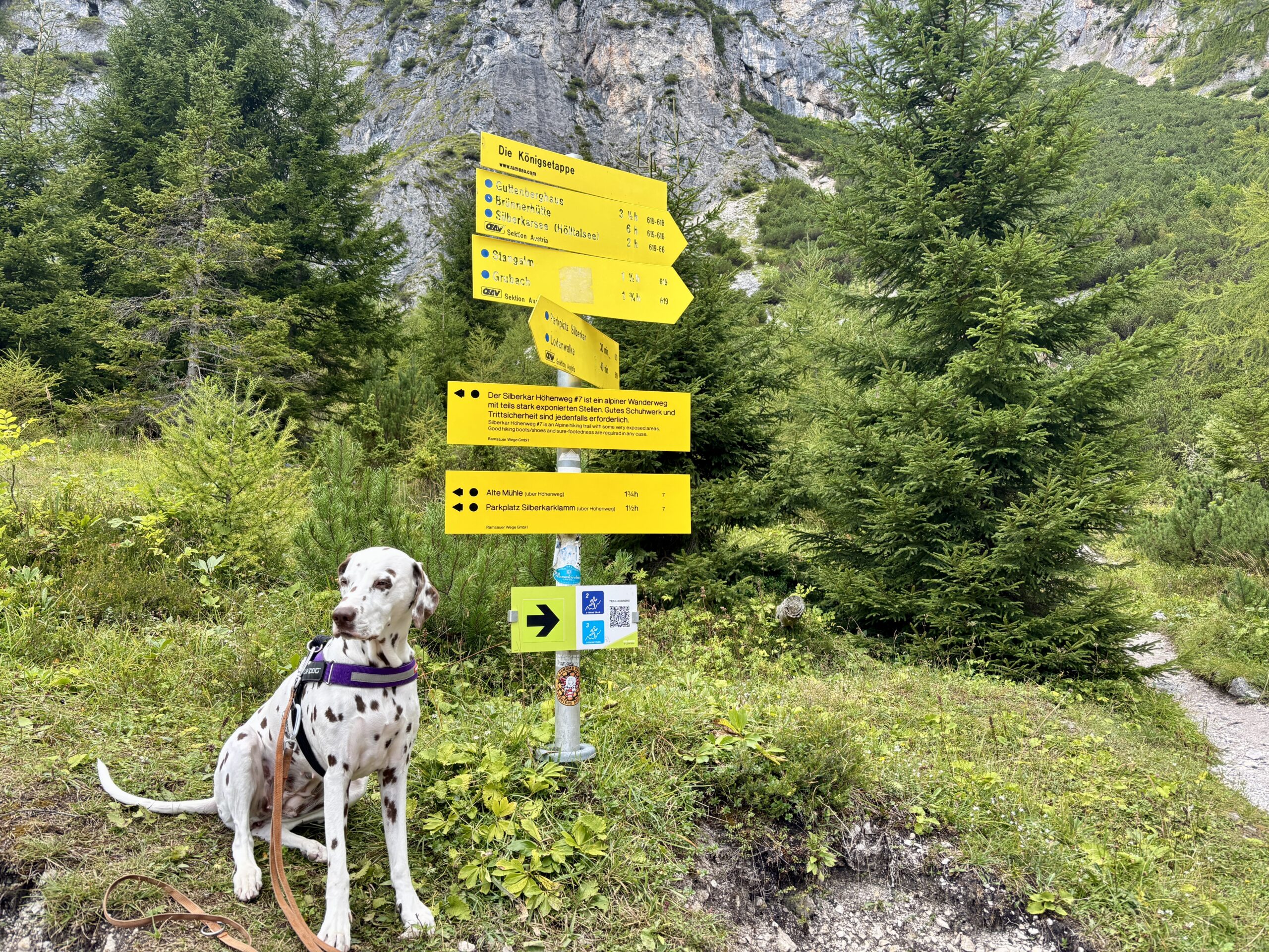 Hund sitzt vor Wanderwegweiser auf der Silberkaralm in Ramsau