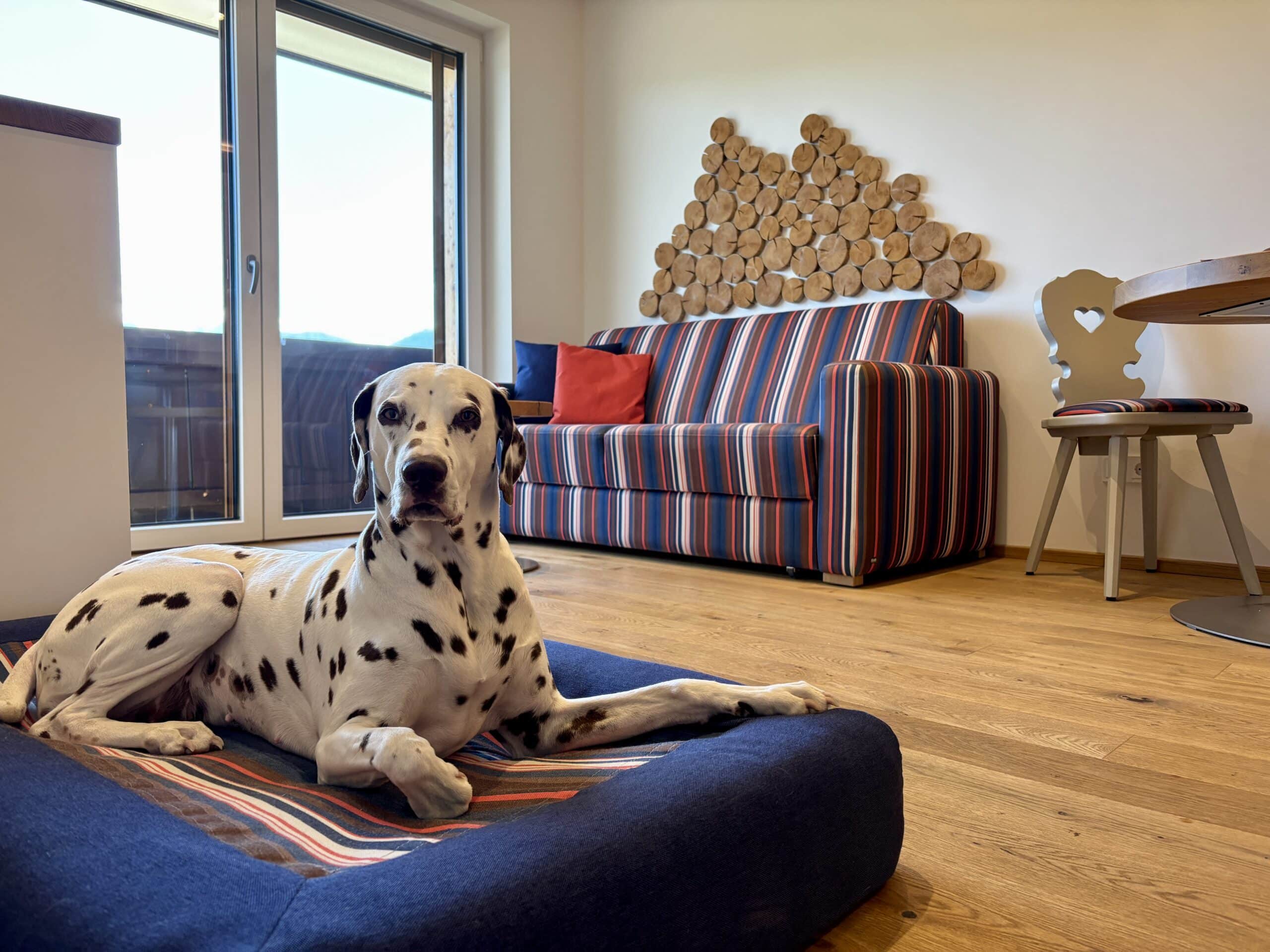 Panorama-Appartement im Hundehotel Almfrieden: Hund liegt auf Hundebett