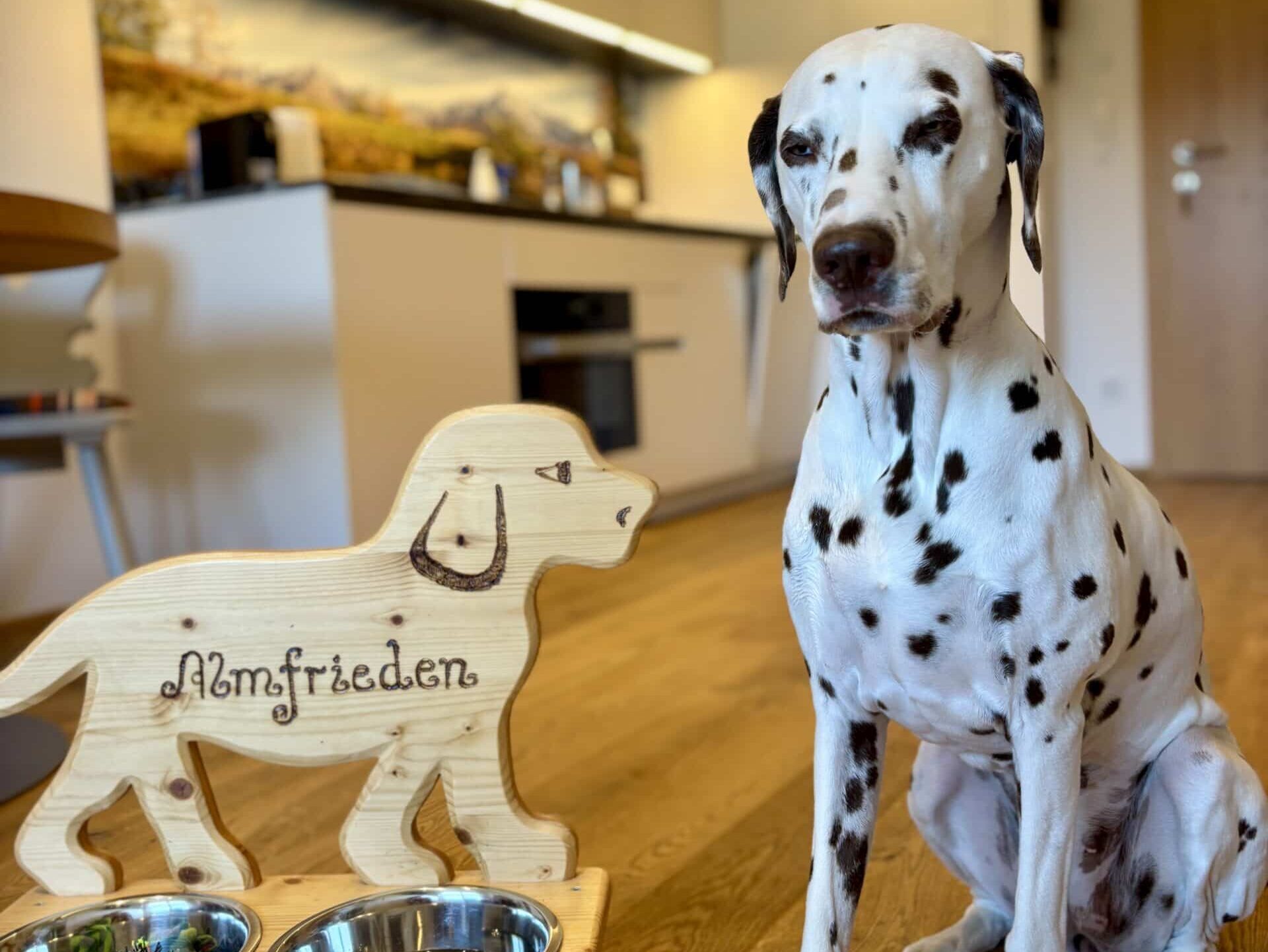 Dalamtinerhund sitzt neben Hundenapf im Zimmer Hotel Almfrieden