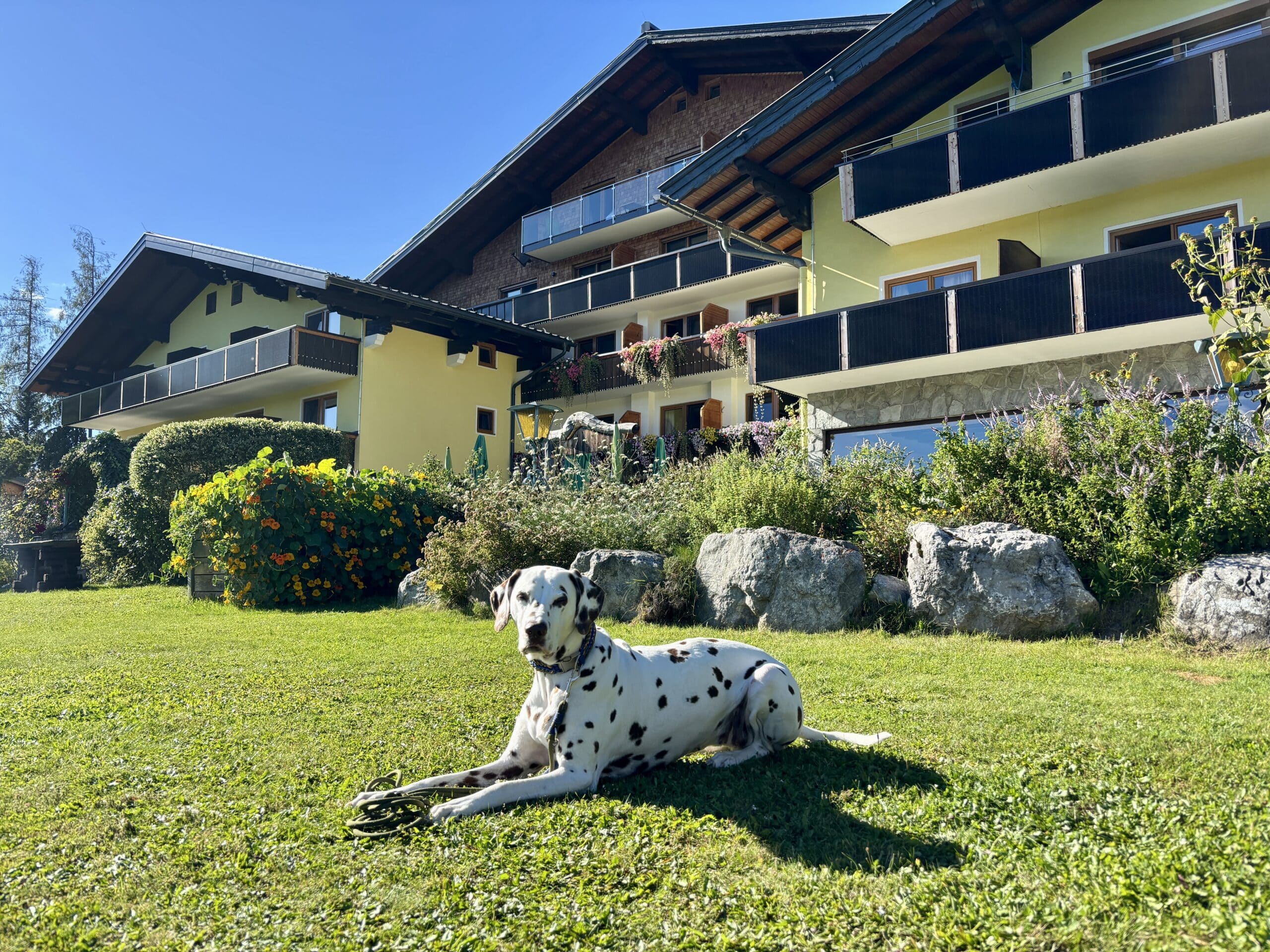 Dalmatinerhund liegt im Garten vor Hundehotel Almfrieden