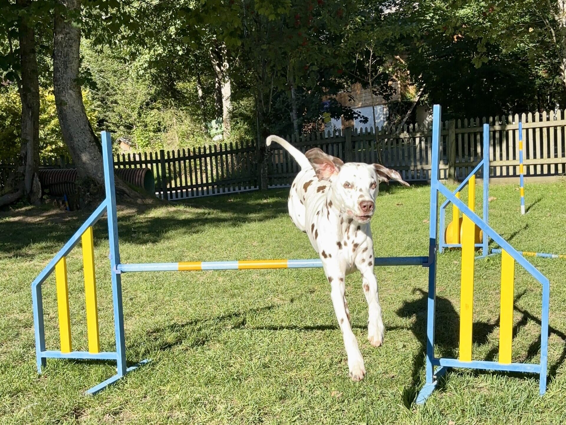Hund springt am Agilityplatz Hundehotel Almfrieden