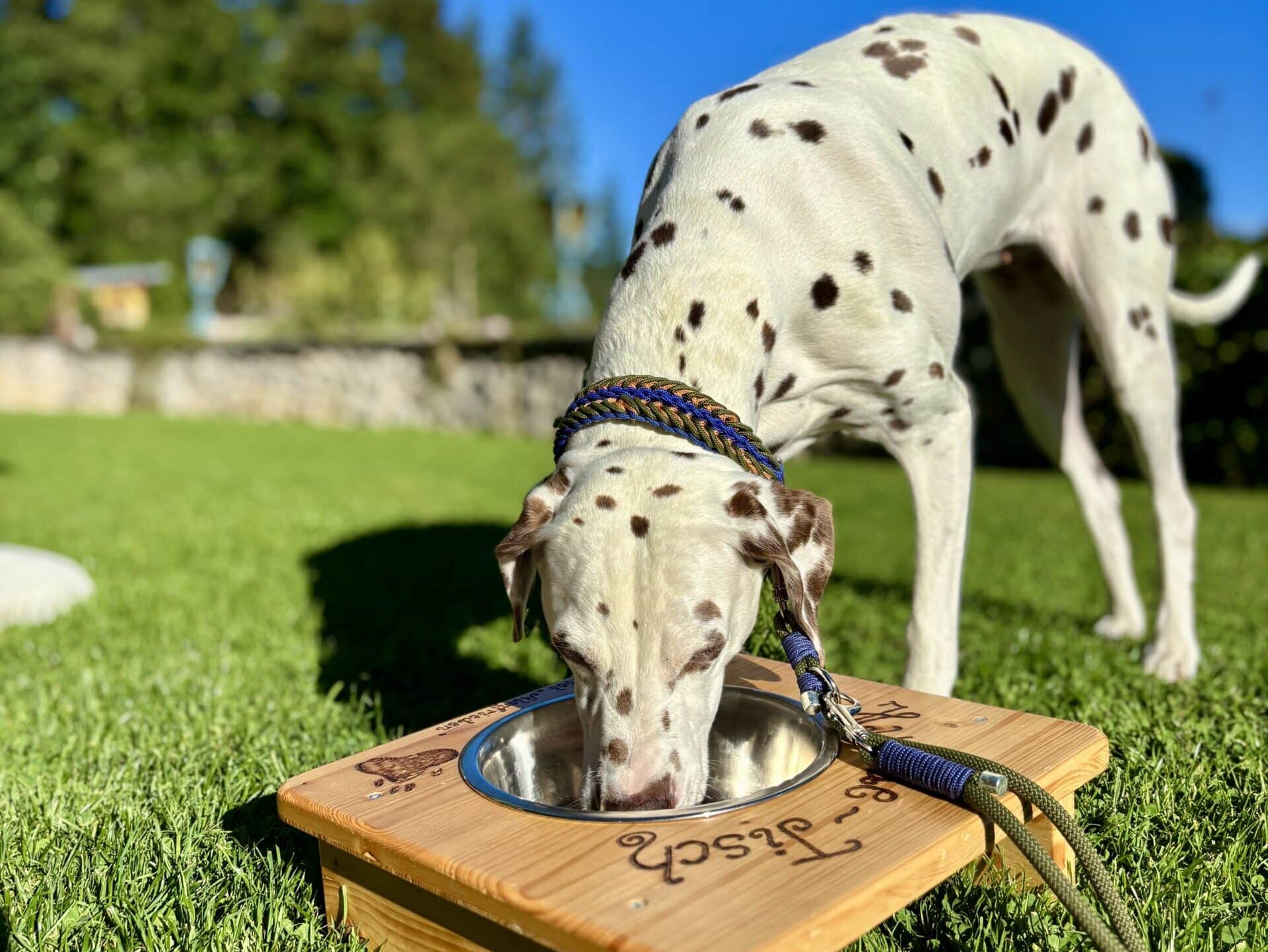 Dalmatinerhund friss aus Napf im Garten Hundehotel Almfrieden