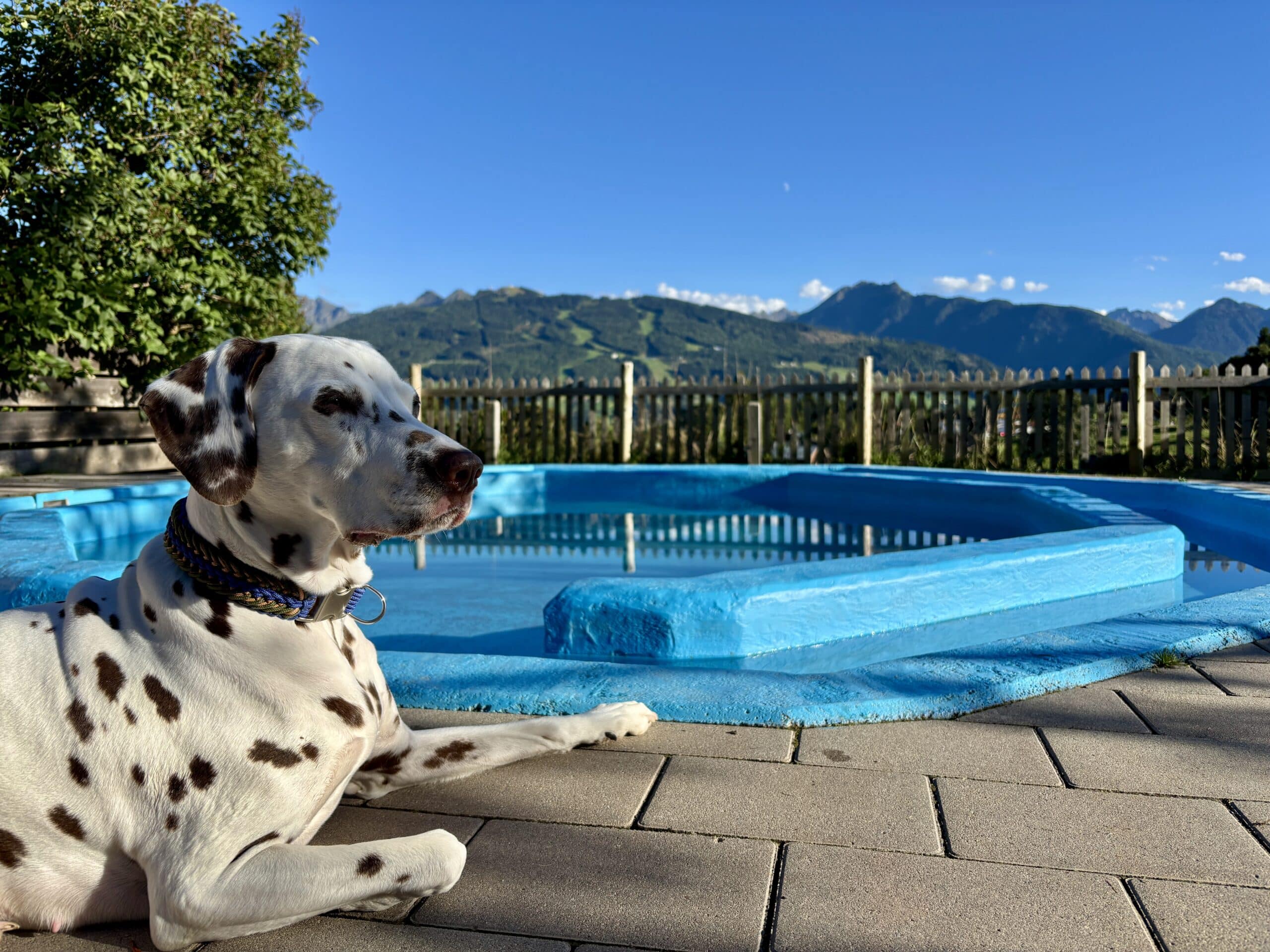 Hund liegt vor Hundepool im Hundehotel Almfrieden