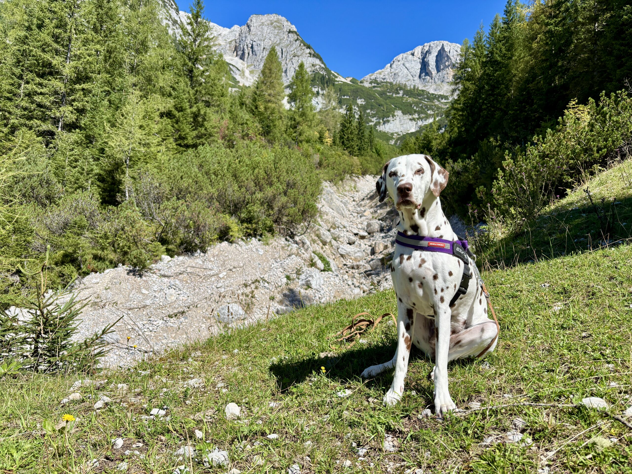 Dalmatiner-Hund sitzt neben Wanderweg zur Lärchbodenalm; im Hintergrund Dachsteinmassiv