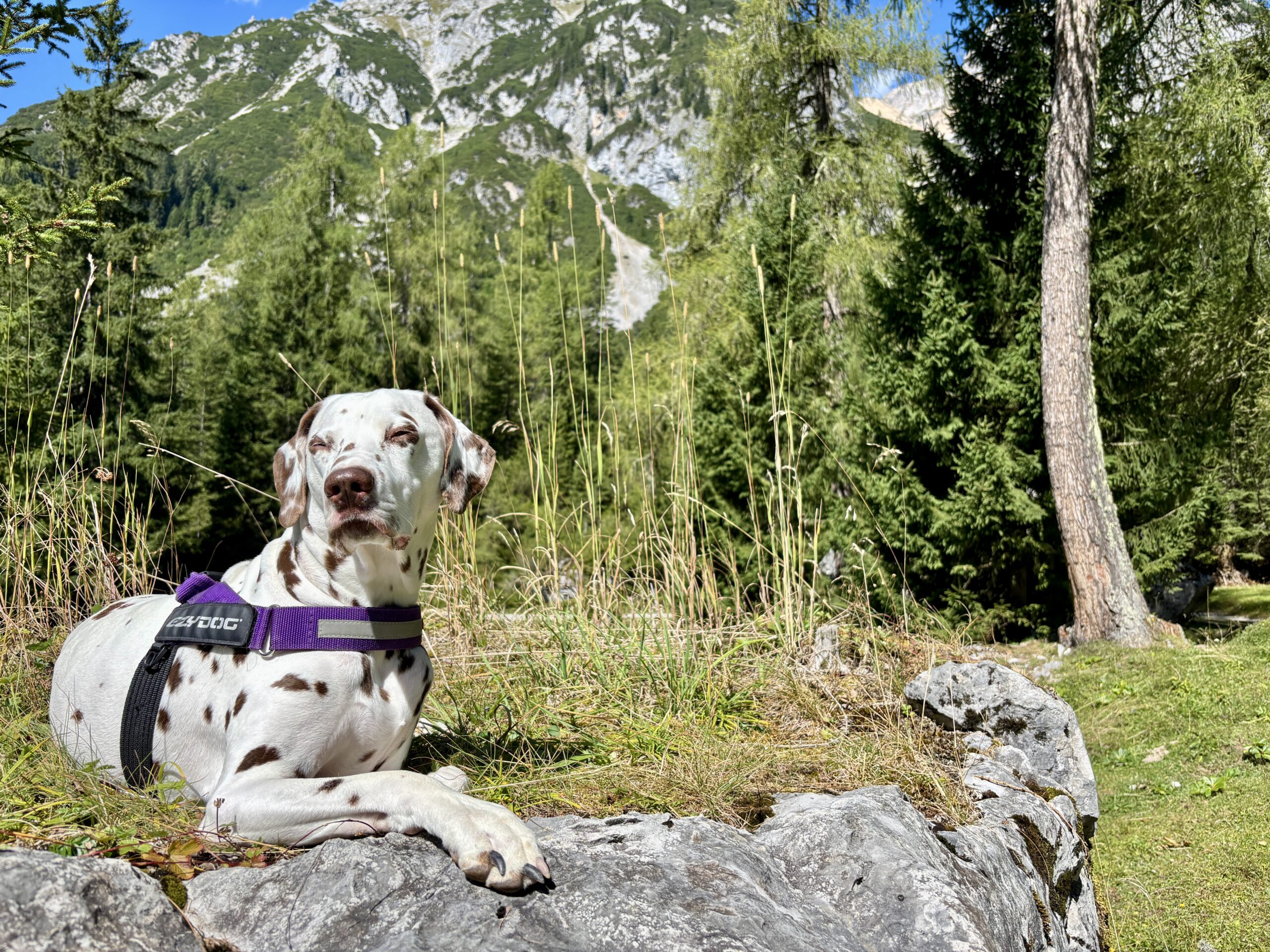 Hund liegt auf Felsen am Weg zur Lärchbodenalm
