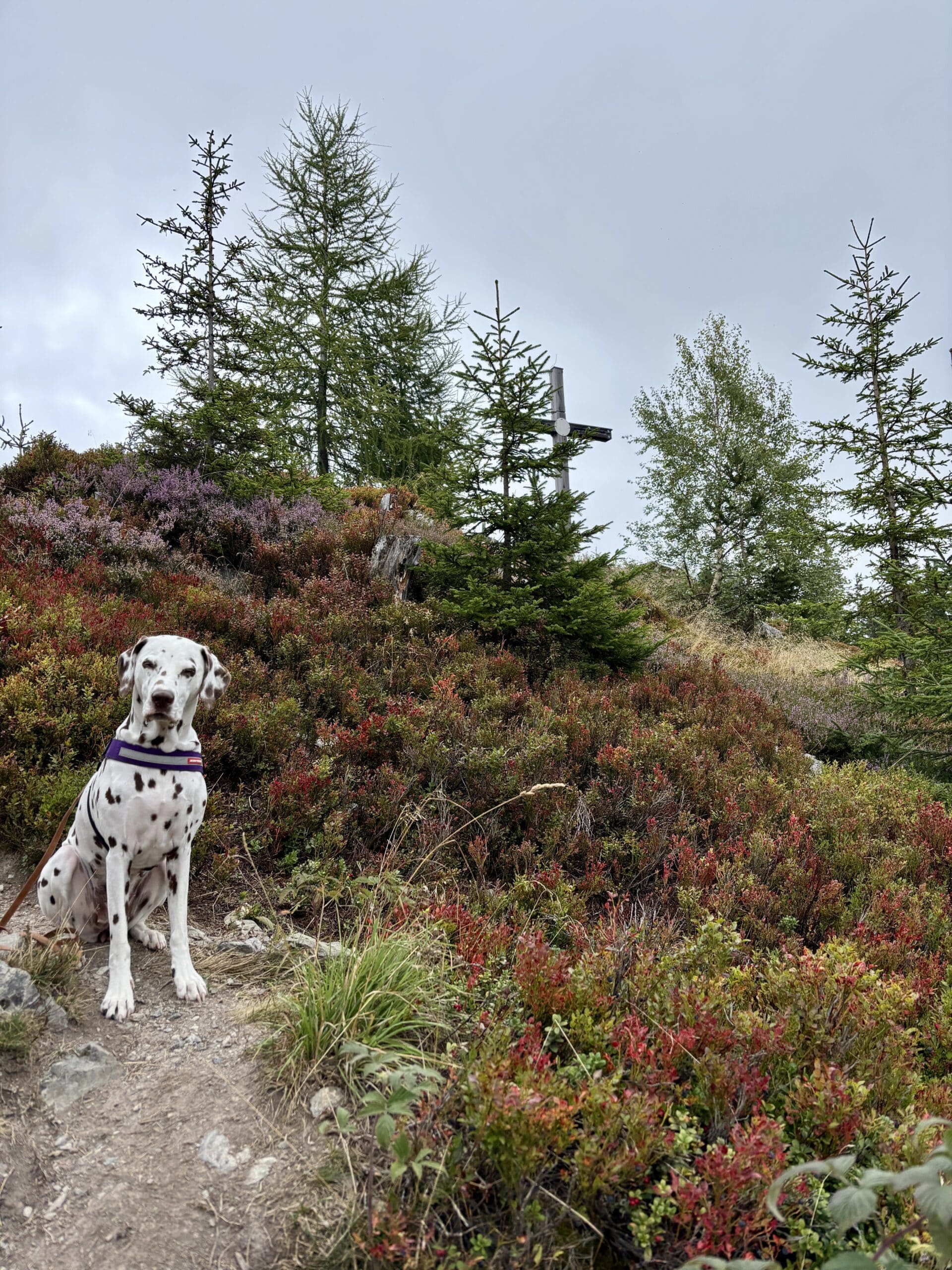 Hund sitzt vor Rittisberggipfel