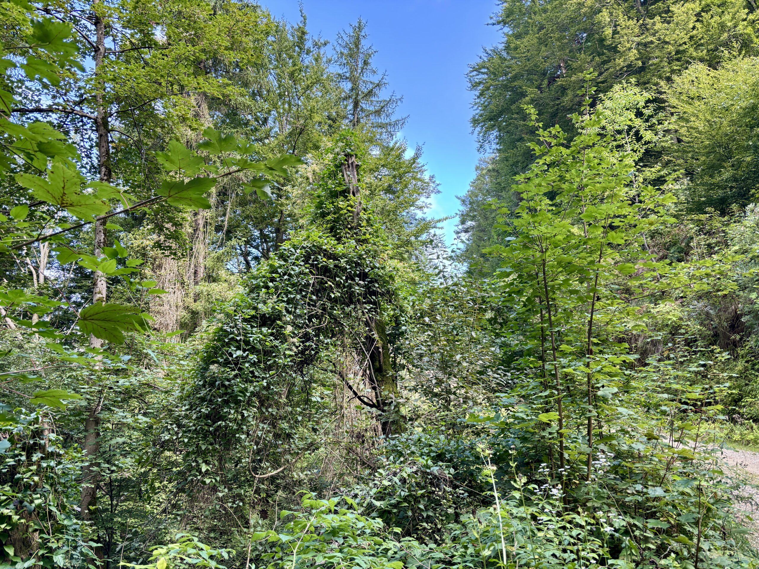 Wald am Weg zum Kitzelberg