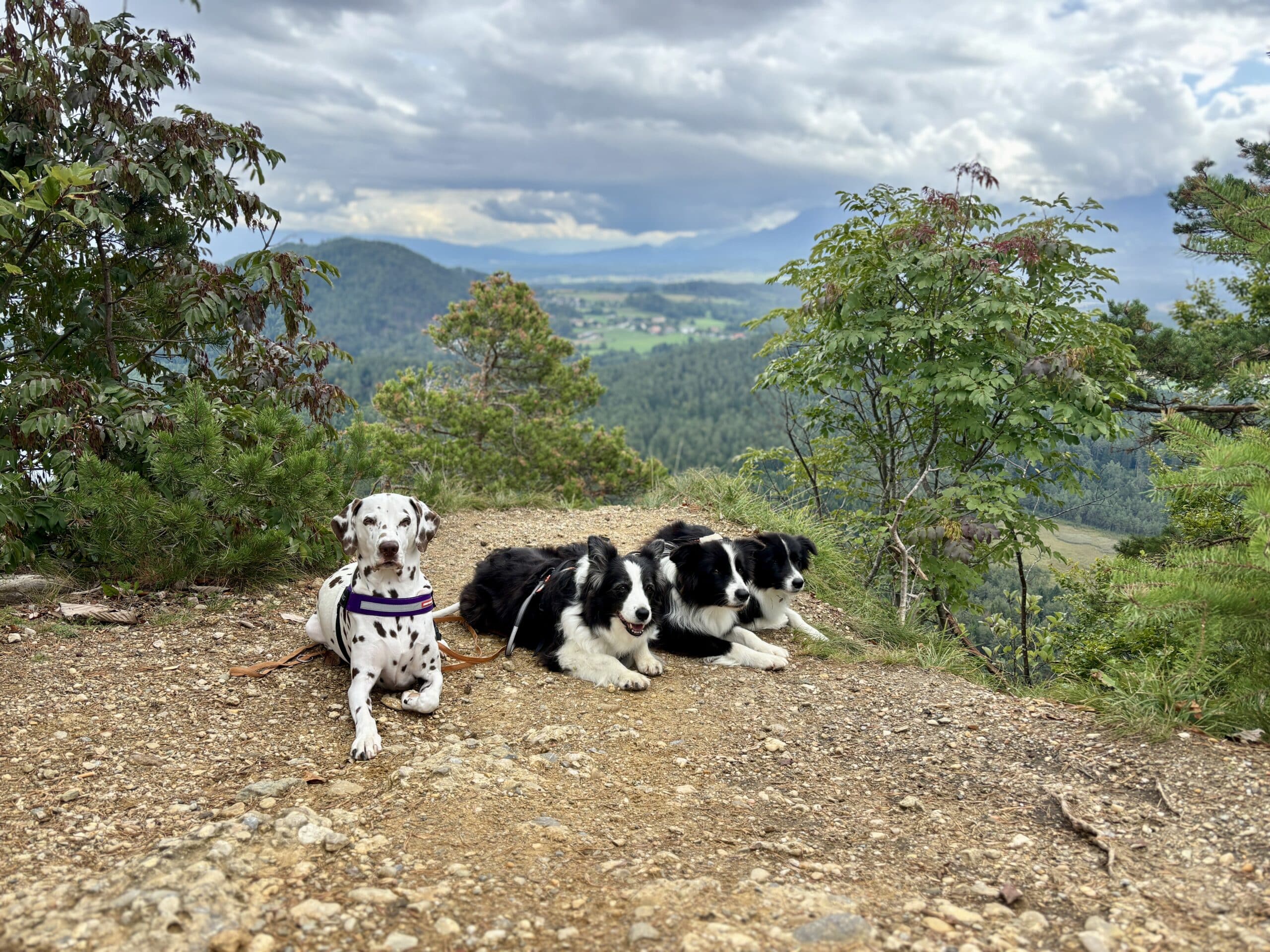 4 Hunde (1 Dalmatiner, 3 Border Collies liegen Platz am Kitzelberg)