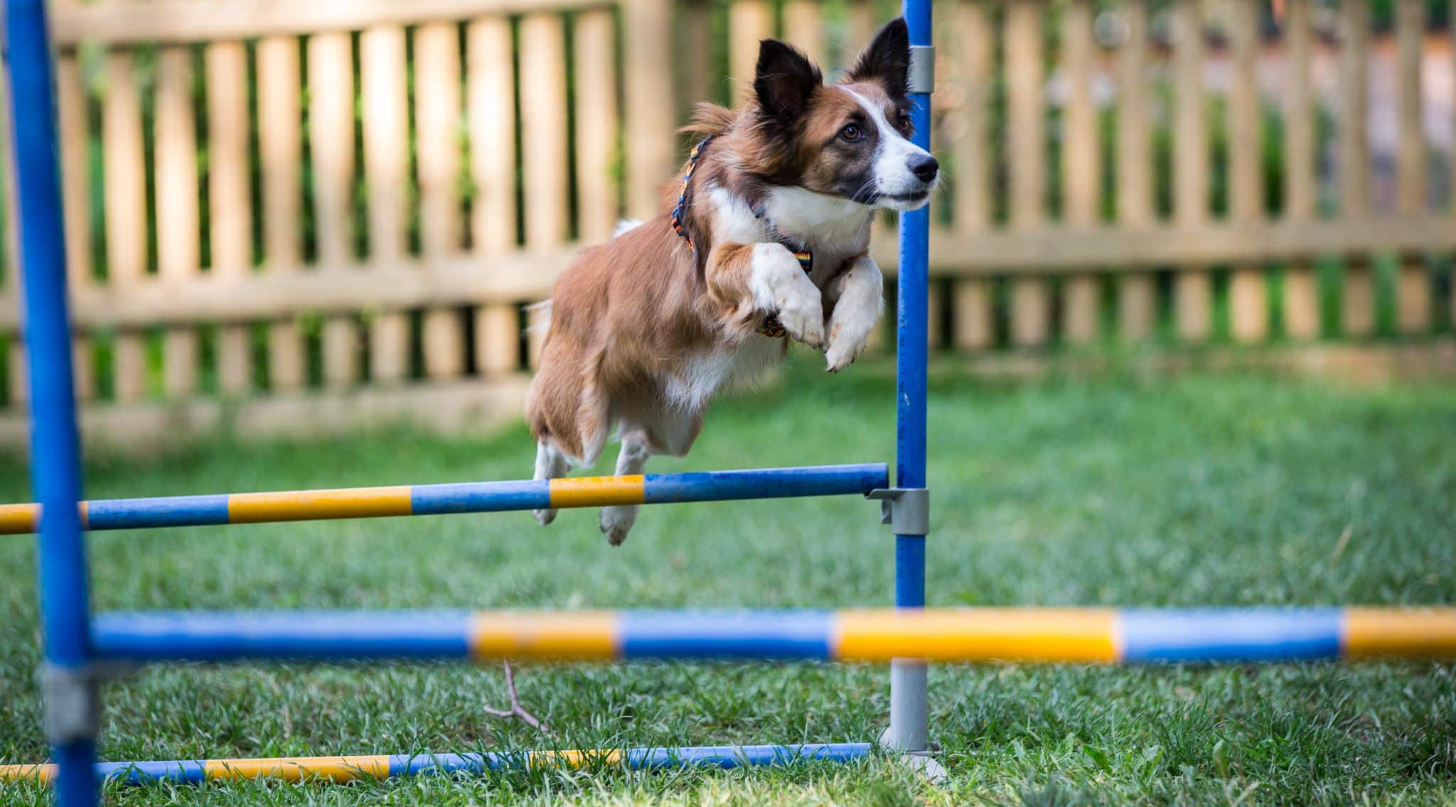 Hund springt über Hürde im Agility Park im Hotel Almfrieden