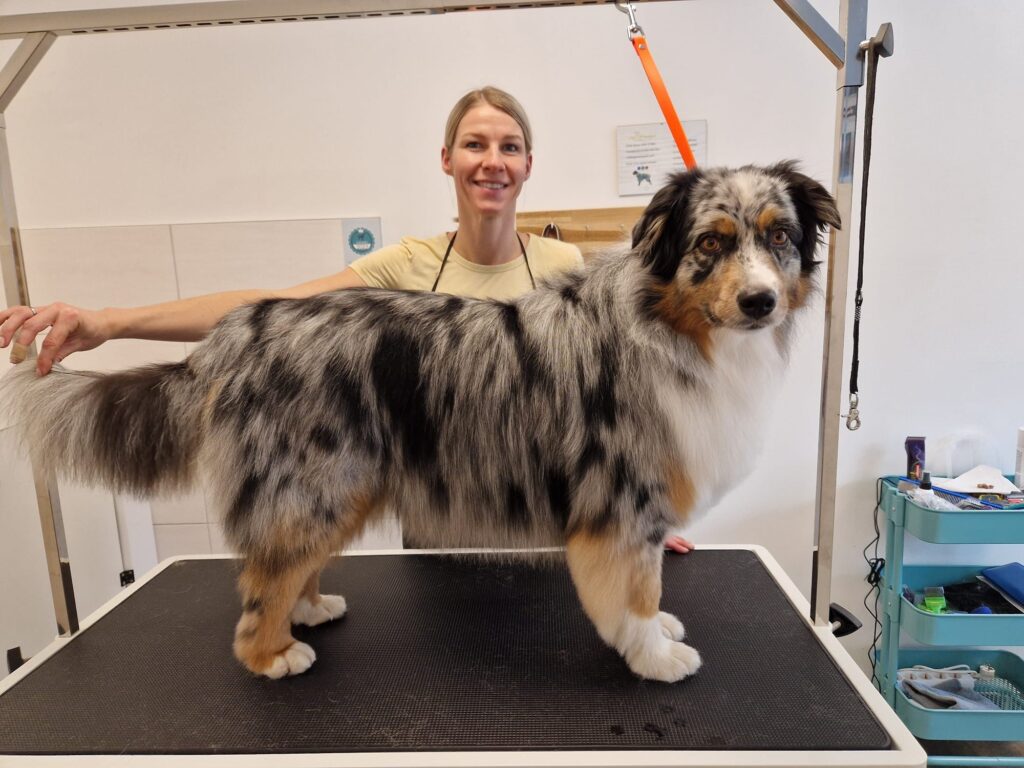 Hund bei Hundefriseur im Hotel Almfrieden