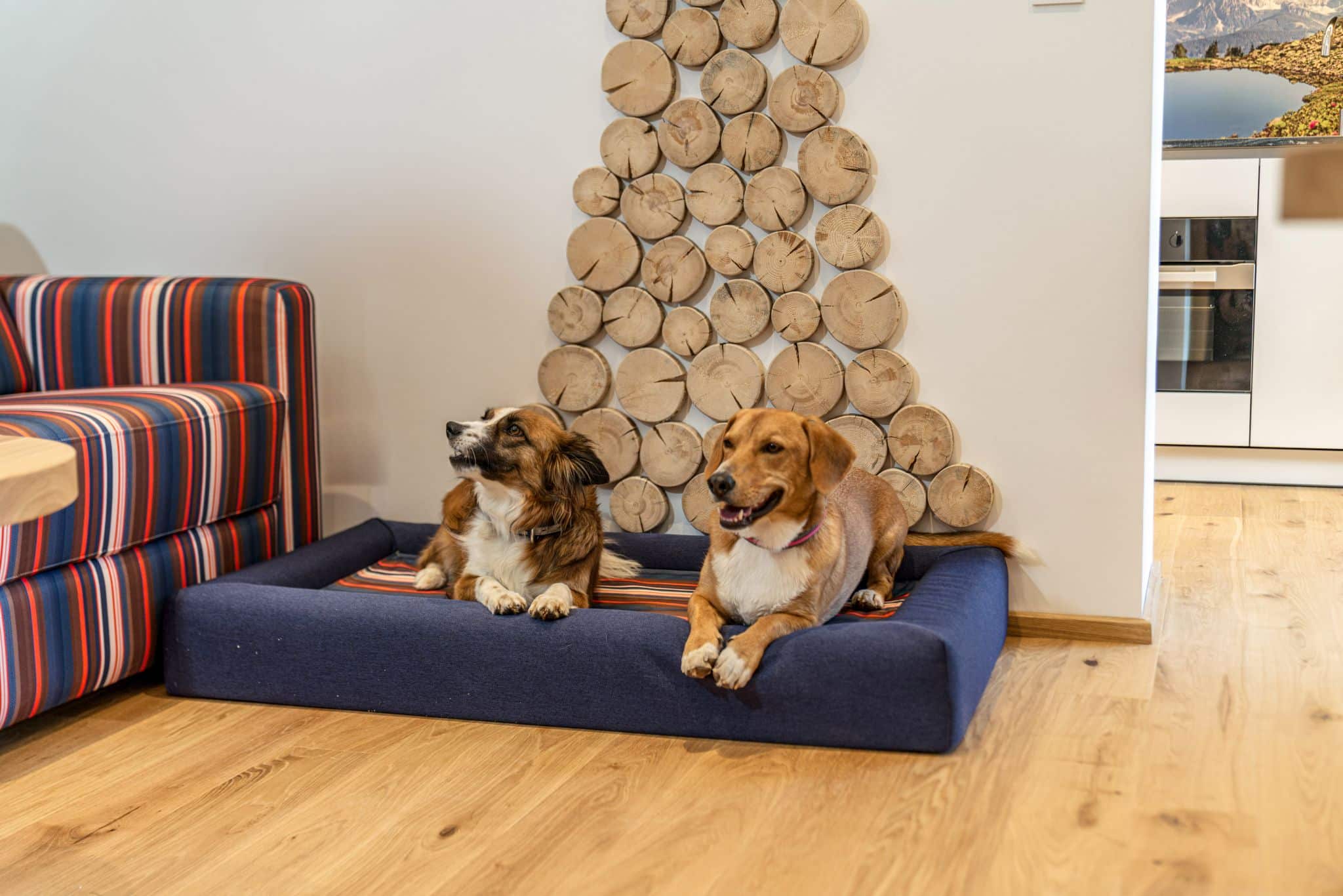 Zwei Hunde im Hundebett, Appartement Hotel Almfrieden