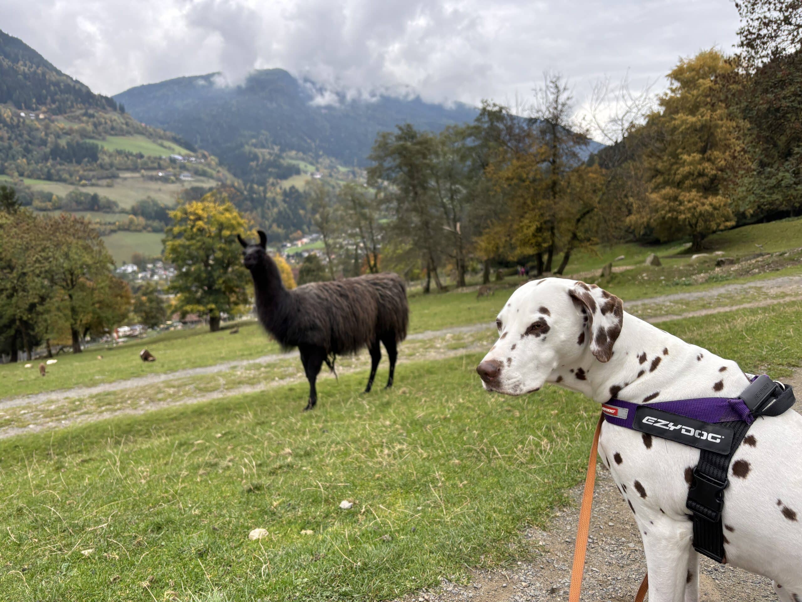 Alpenwildpark Feld am See mit Hund