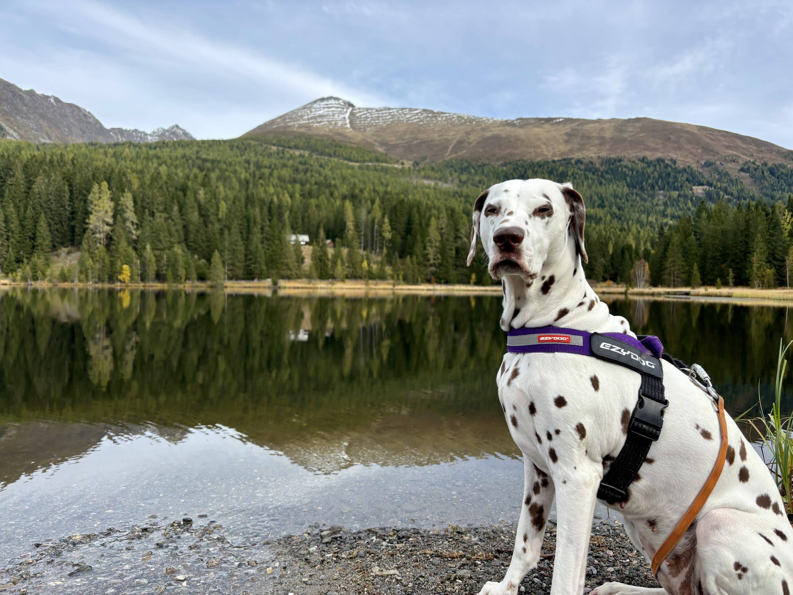Hund sitzt vor Prebersee