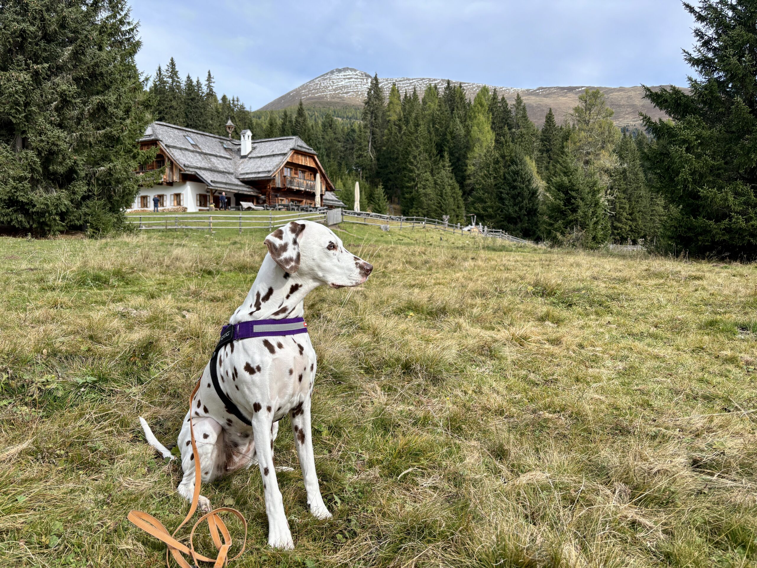Hund sitzt vor Ludlalm am Prebersee