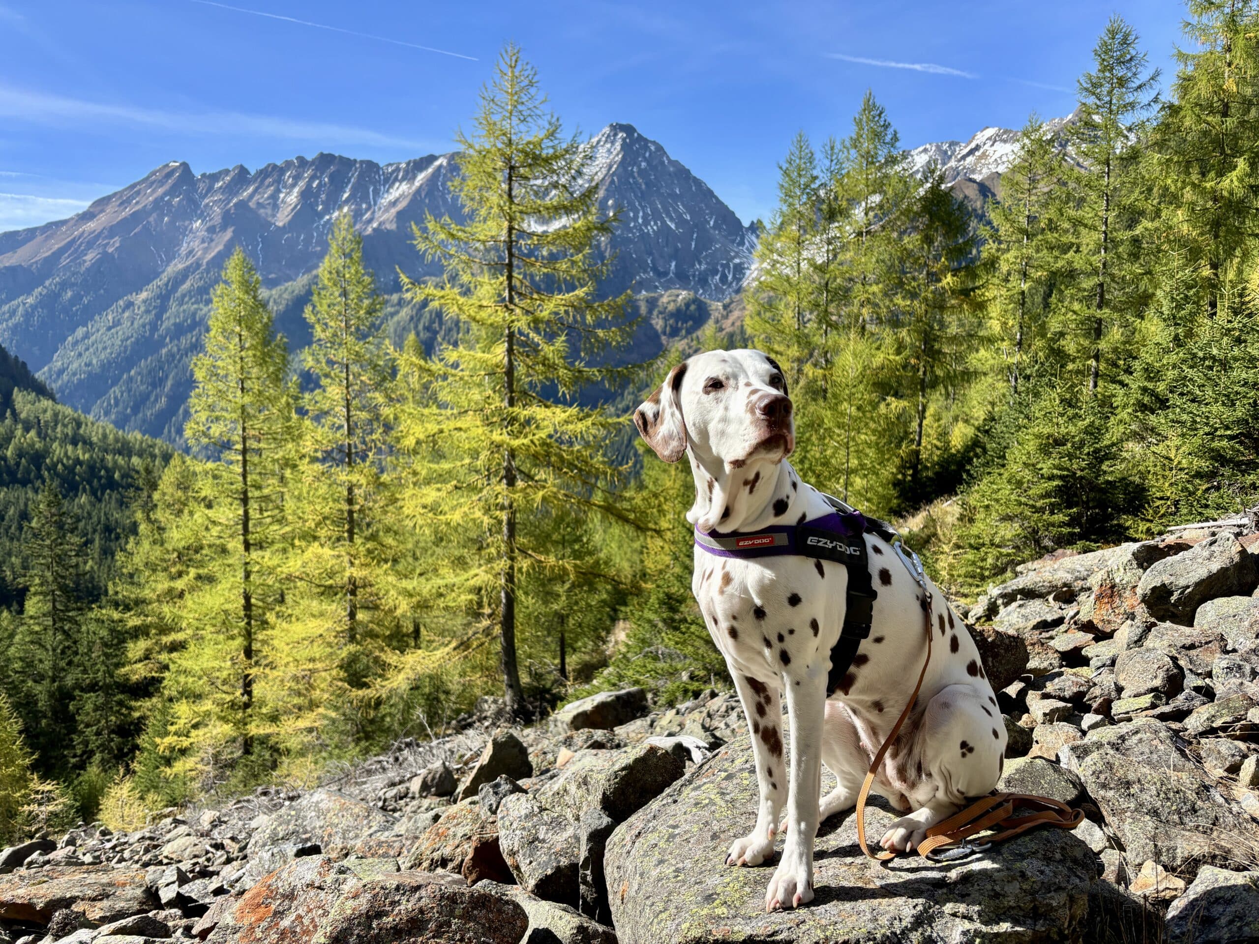 Wanderung Unterer Landschitzsee Aufstieg mit Hund; Hund sitzt, Bergpanorama