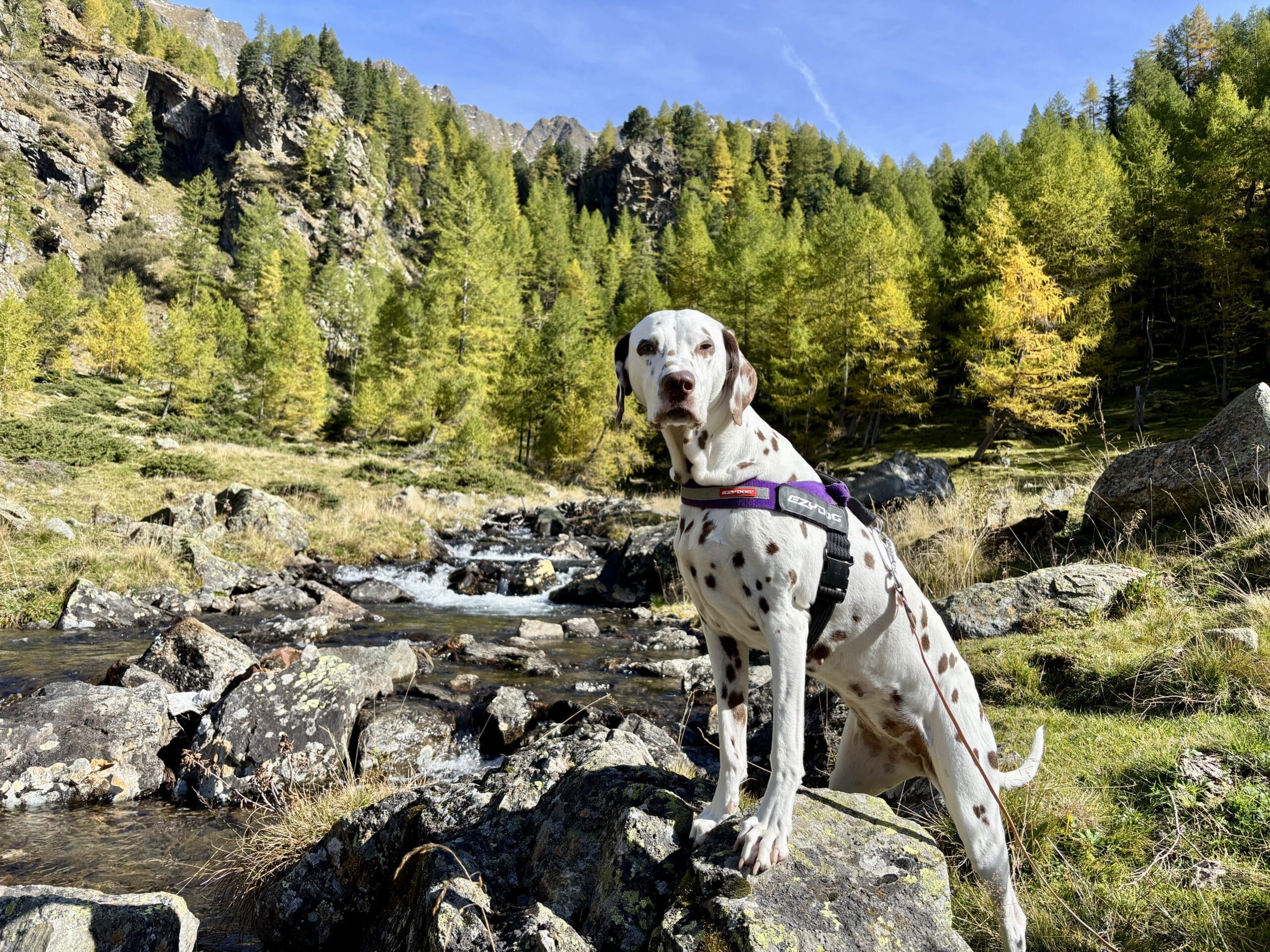 Urlaub mit Hund im Lungau, Wandern im Lungau
