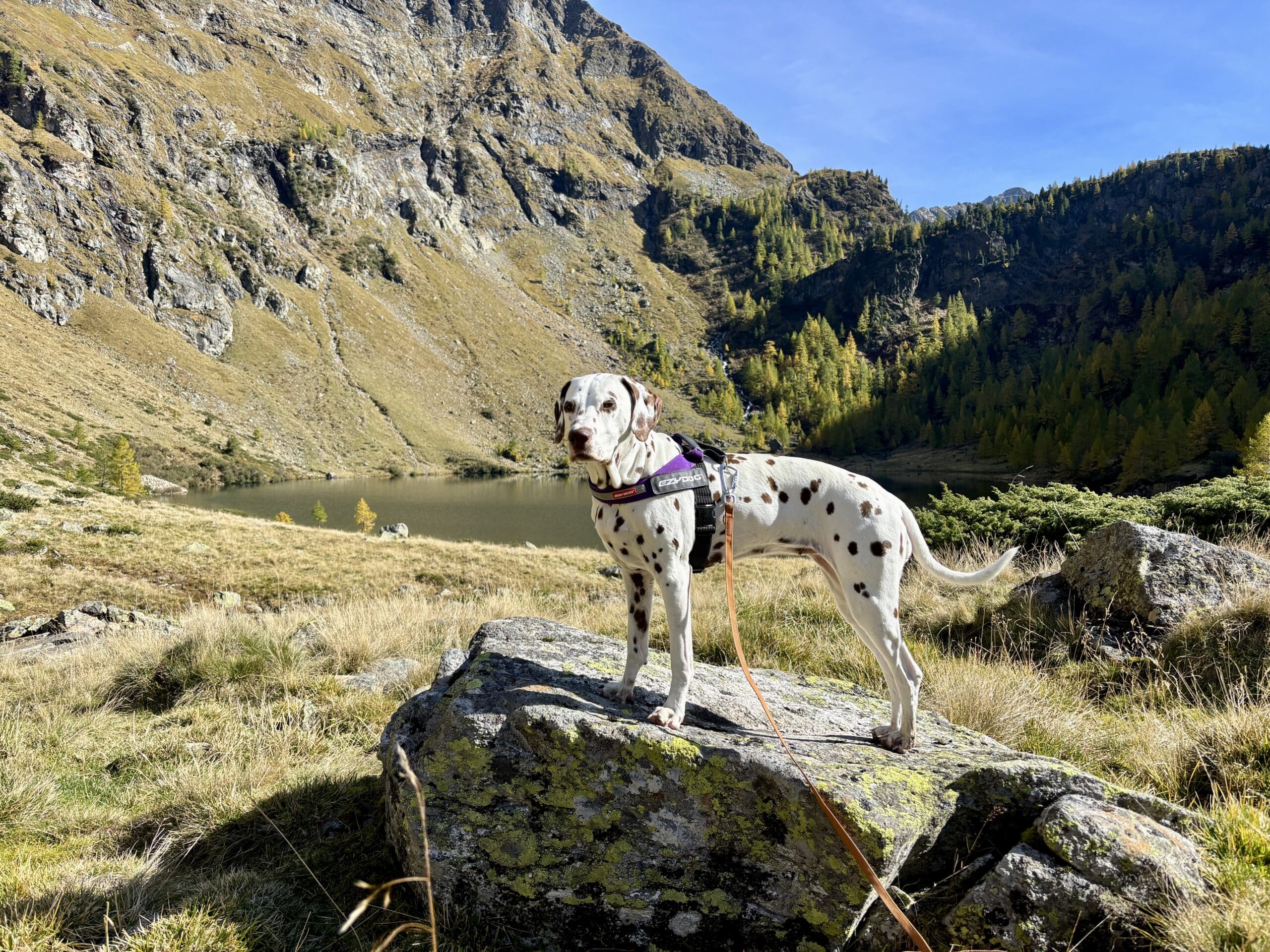 Wanderung Unterer Landschitzsee, Hund steht auf Felsem