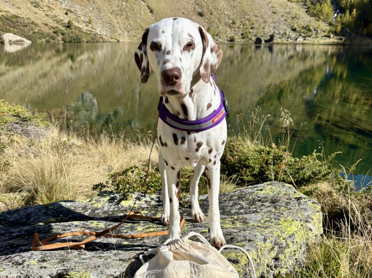 Urlaub mit Hund im Lungau; Hund steht bei Landschitzsee