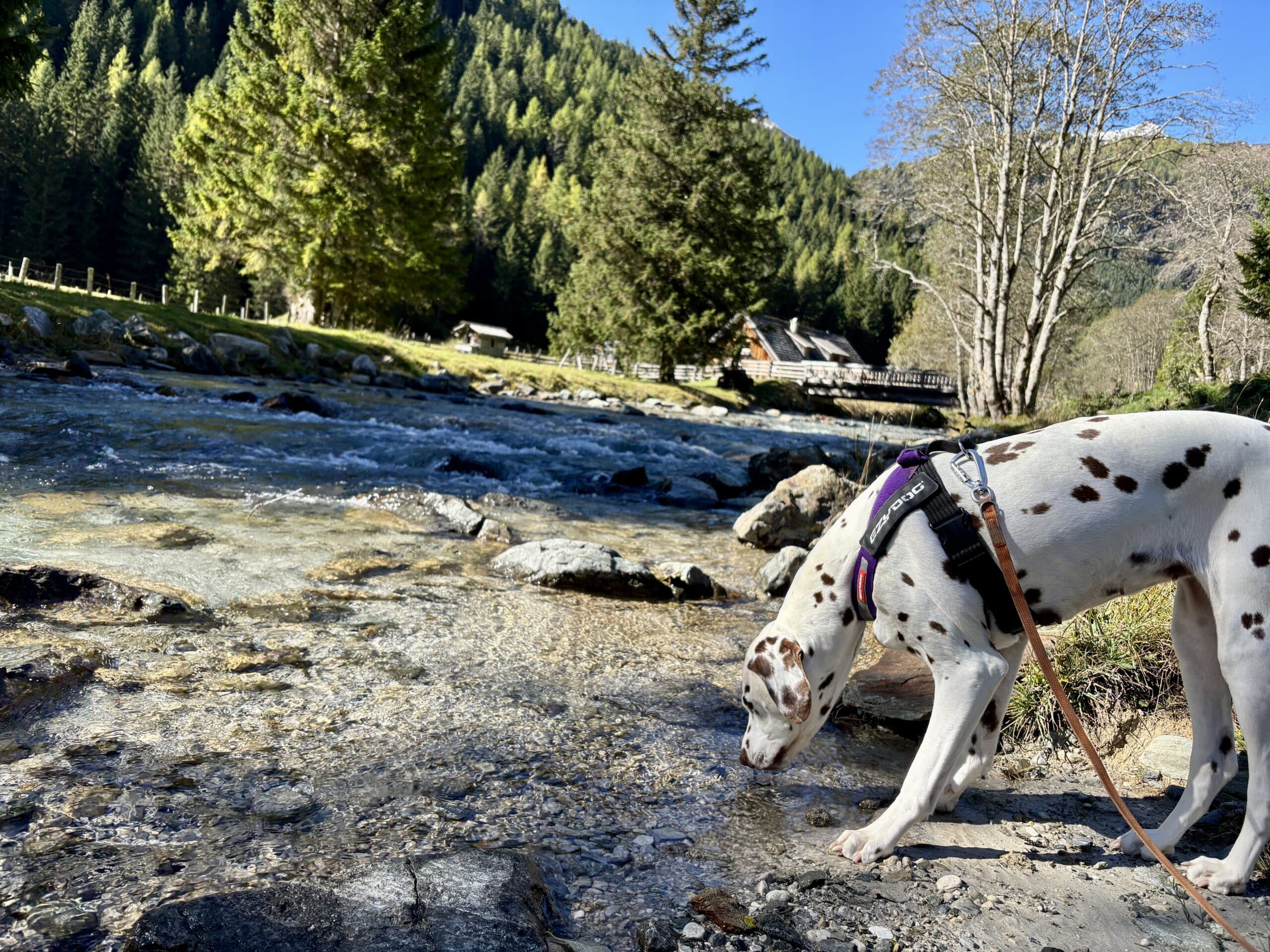 Urlaub mit Hund im Lungau, Weißpriachtal