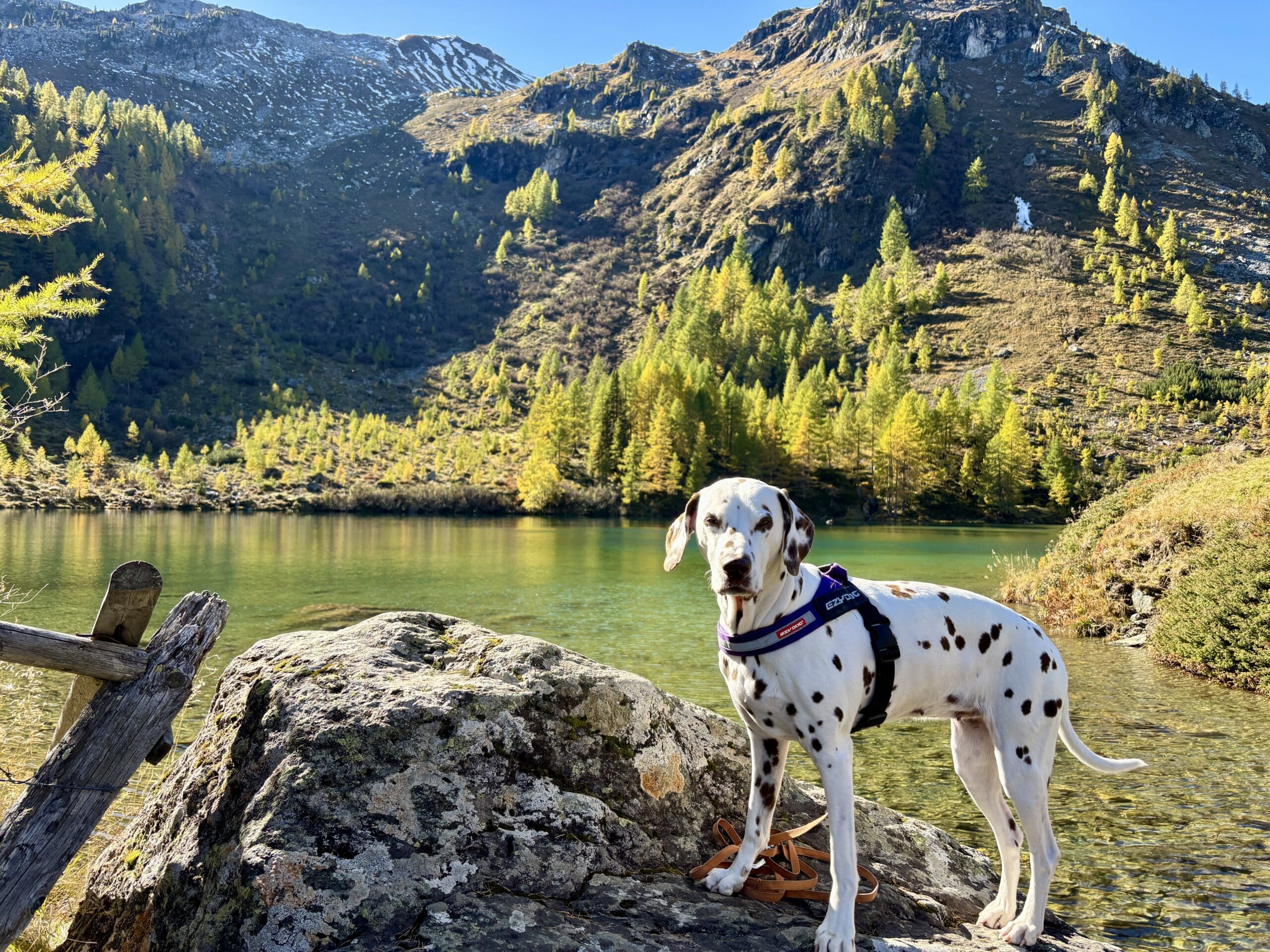 Urlaub mit Hund im Lungau