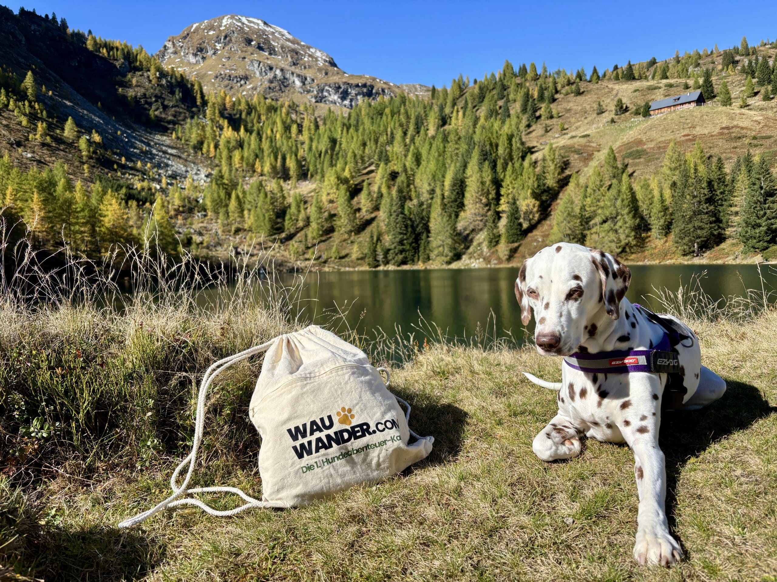 Hund liegt in Wiese vor Wirpitschsee