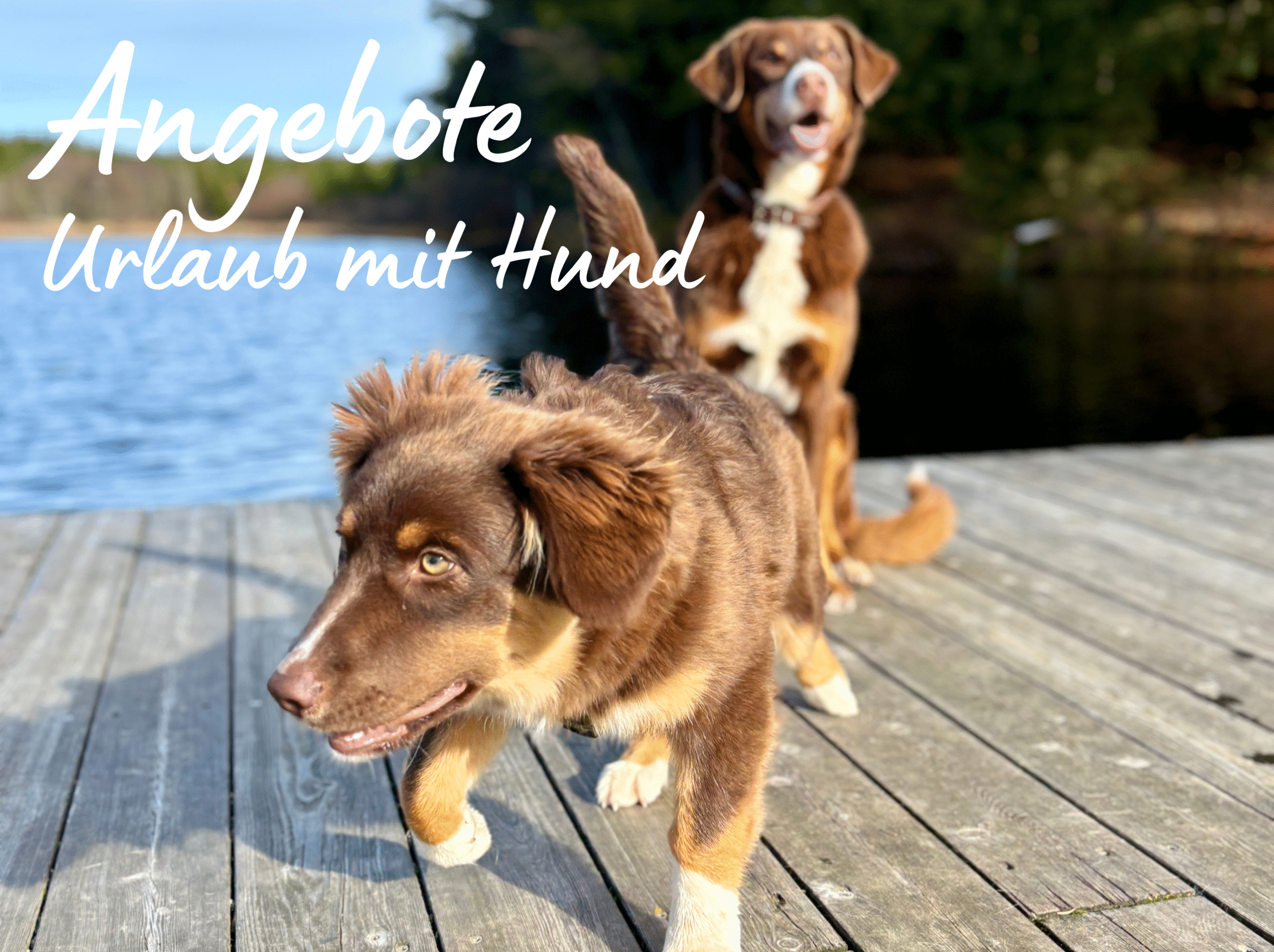 Bildsujet Angebote Urlaub mit Hund; 2 Hunde auf Holzsteg am See